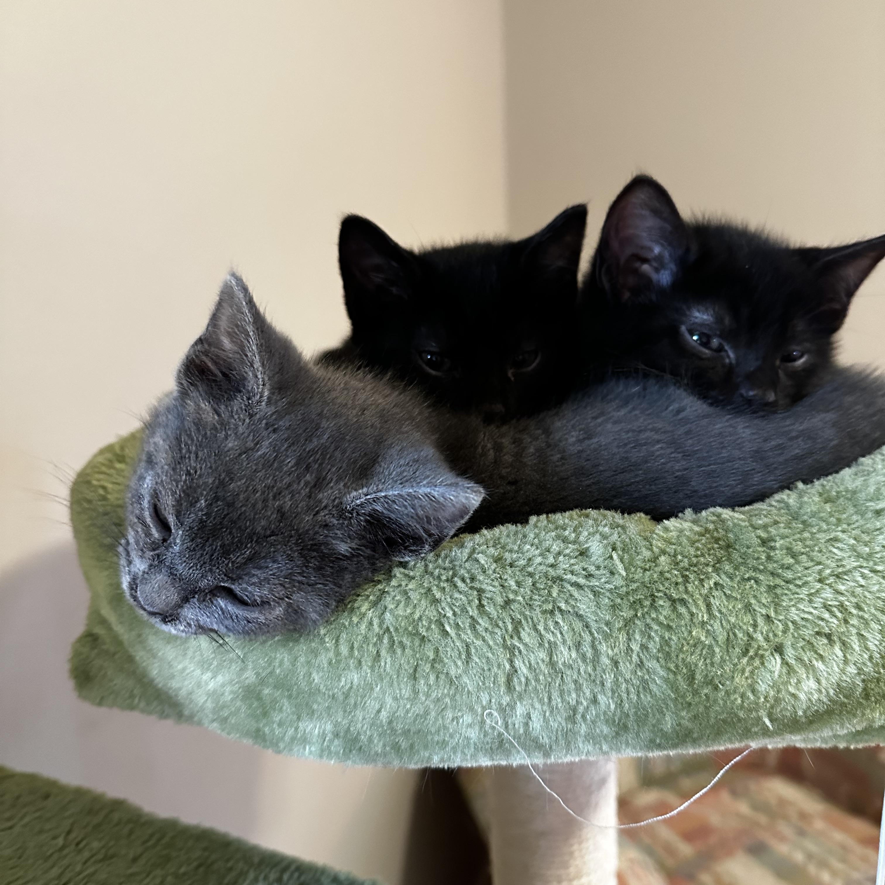 Enlarge Xena, an adopted mixed breed in Minneapolis, MN image 3/4