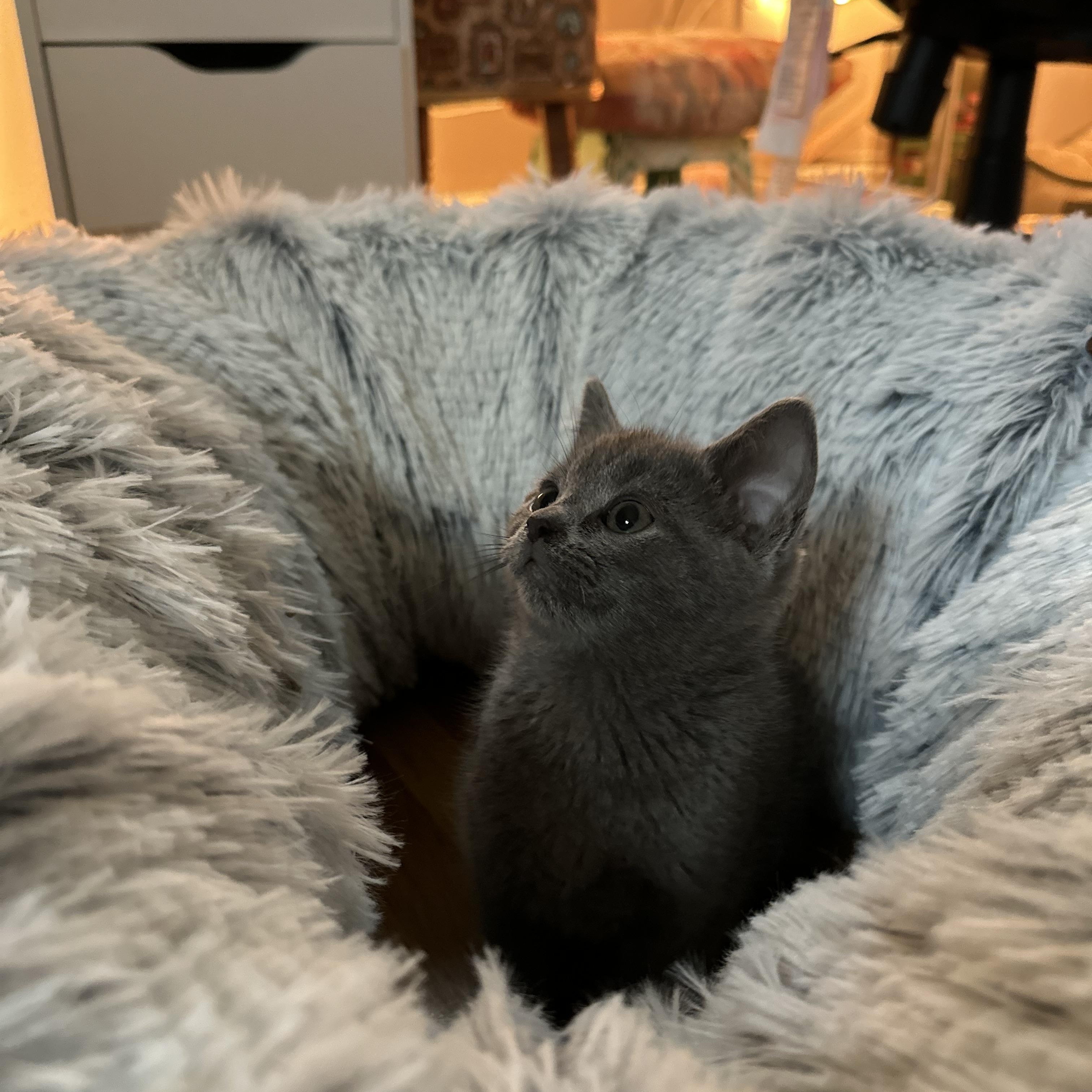 Enlarge Xena, an adopted mixed breed in Minneapolis, MN image 2/4