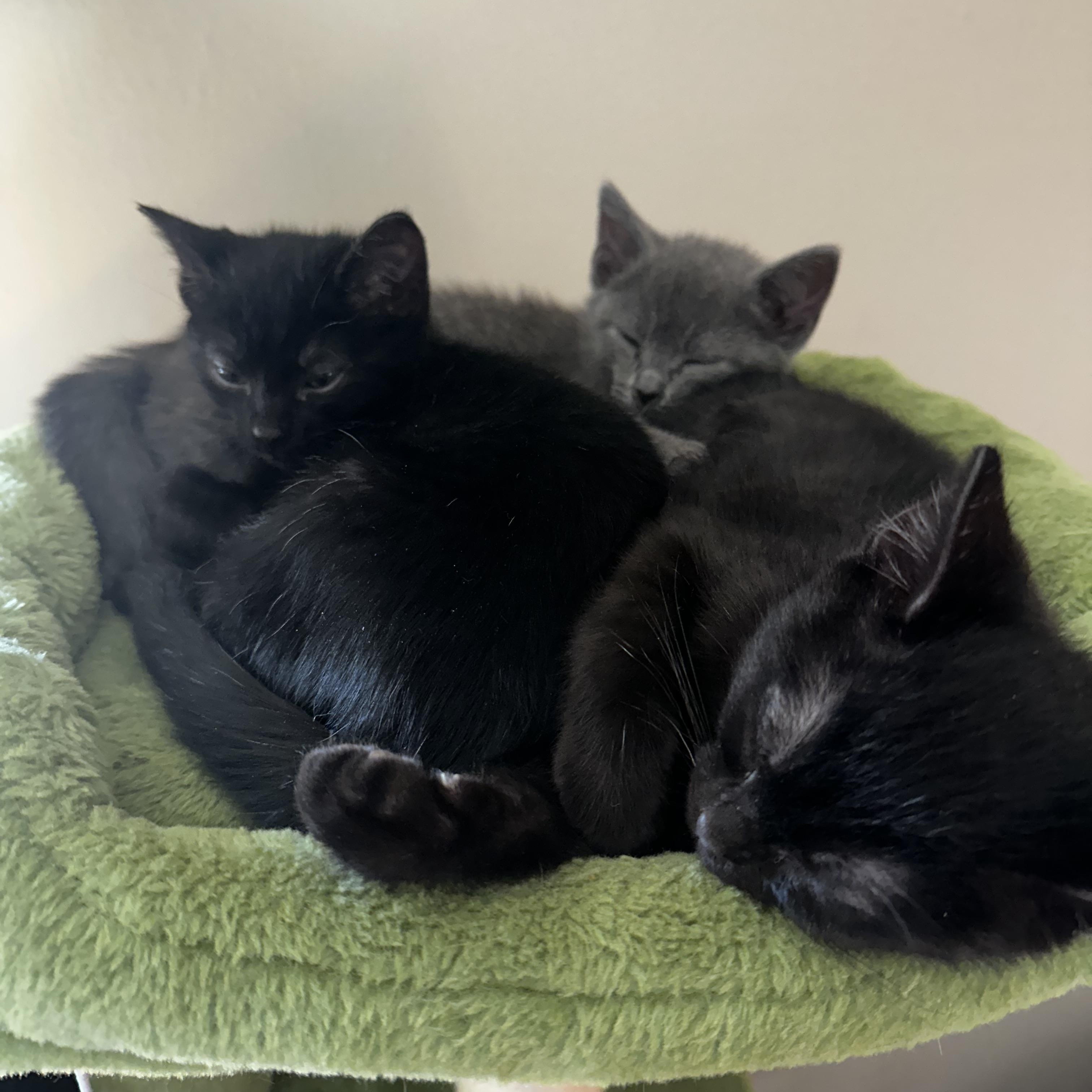 Enlarge Xena, an adopted mixed breed in Minneapolis, MN image 4/4