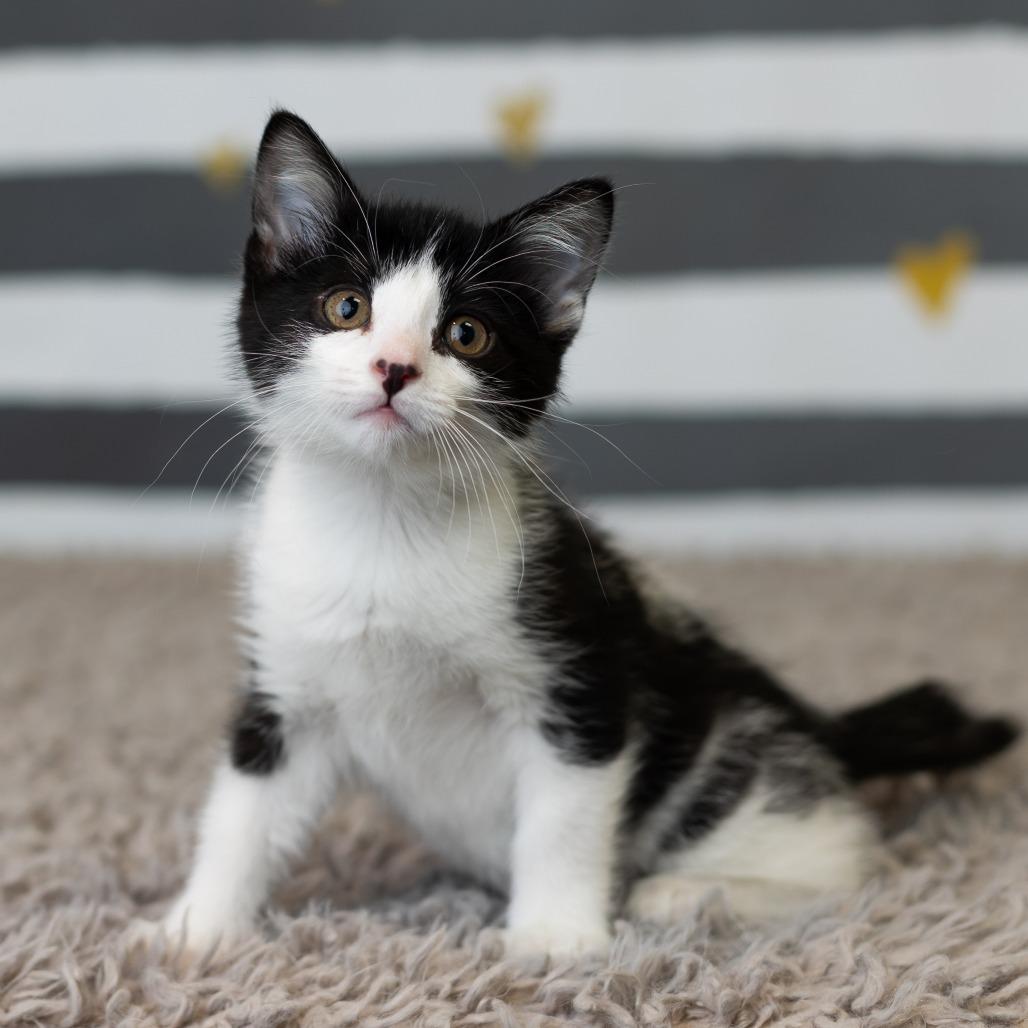 Moxey, a Adoptable Domestic Short Hair in St. Paul, MN image 1/5