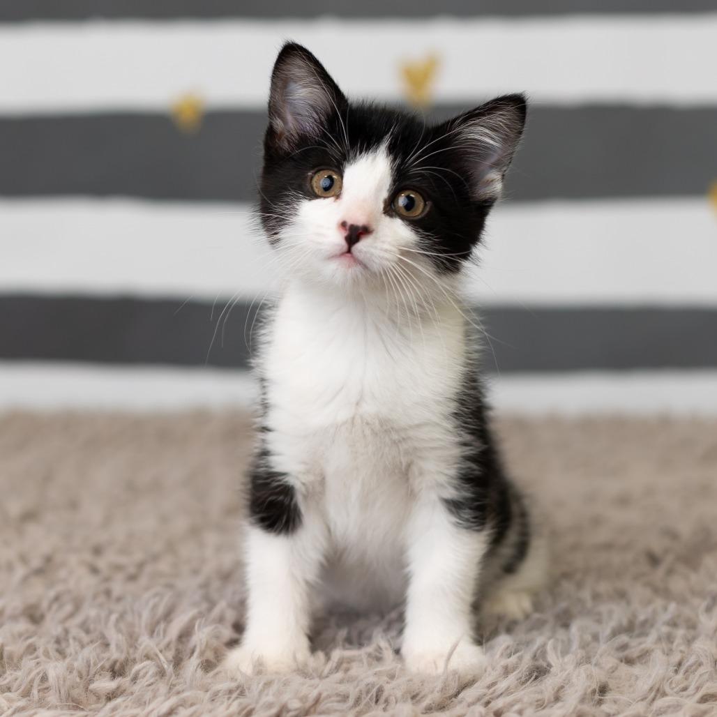 Moxey, a Adoptable Domestic Short Hair in St. Paul, MN image 2/5