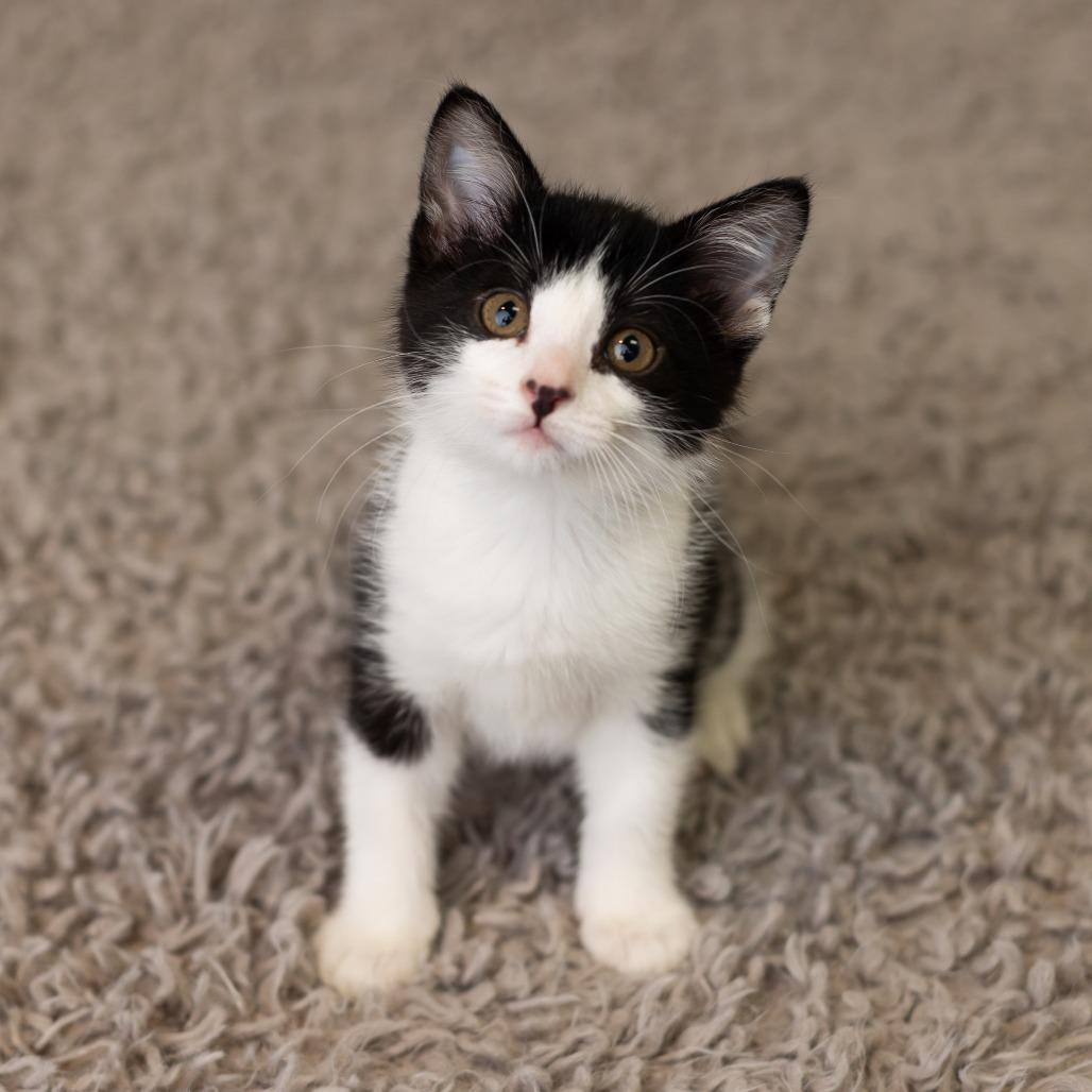 Moxey, a Adoptable Domestic Short Hair in St. Paul, MN image 3/5
