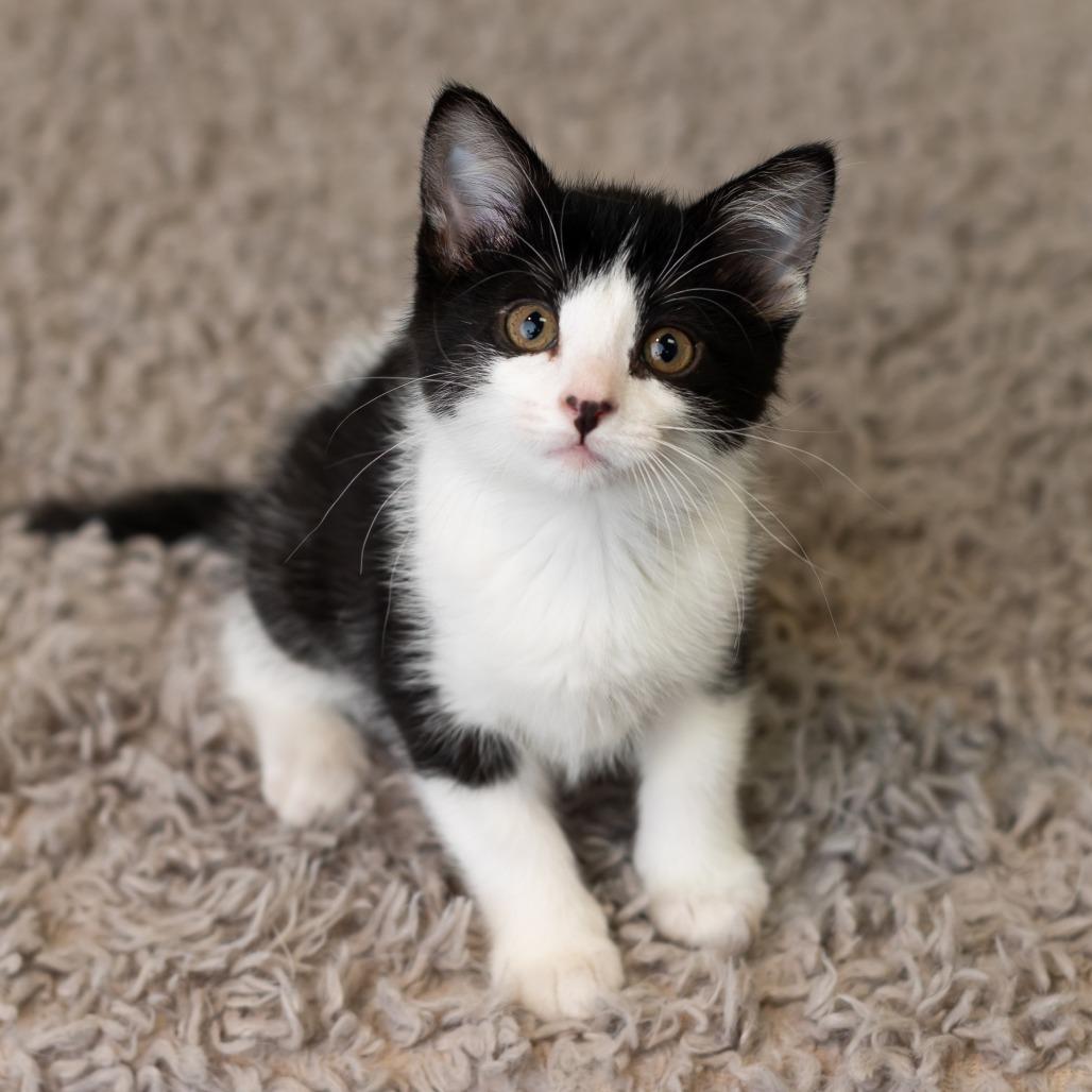 Moxey, a Adoptable Domestic Short Hair in St. Paul, MN image 4/5
