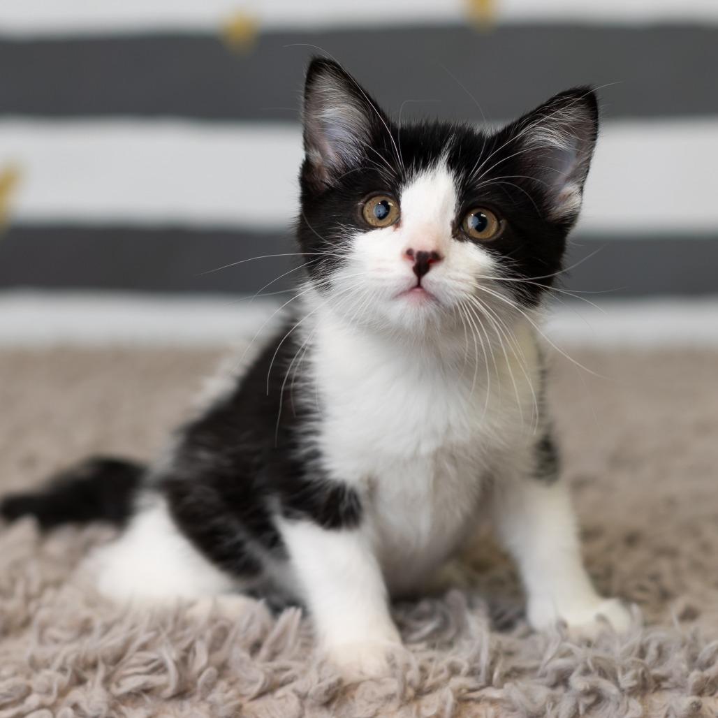 Moxey, a Adoptable Domestic Short Hair in St. Paul, MN image 5/5