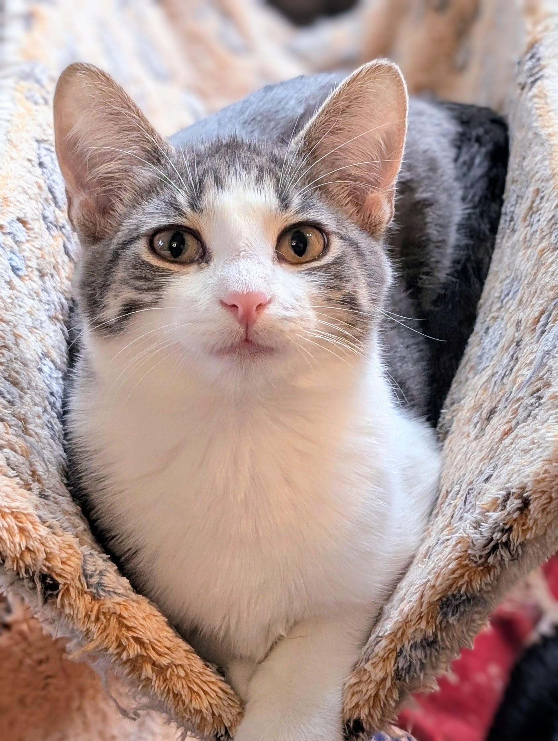 Enlarge Serena, a Adoptable Domestic Short Hair in Johnsburg, IL image 4/5