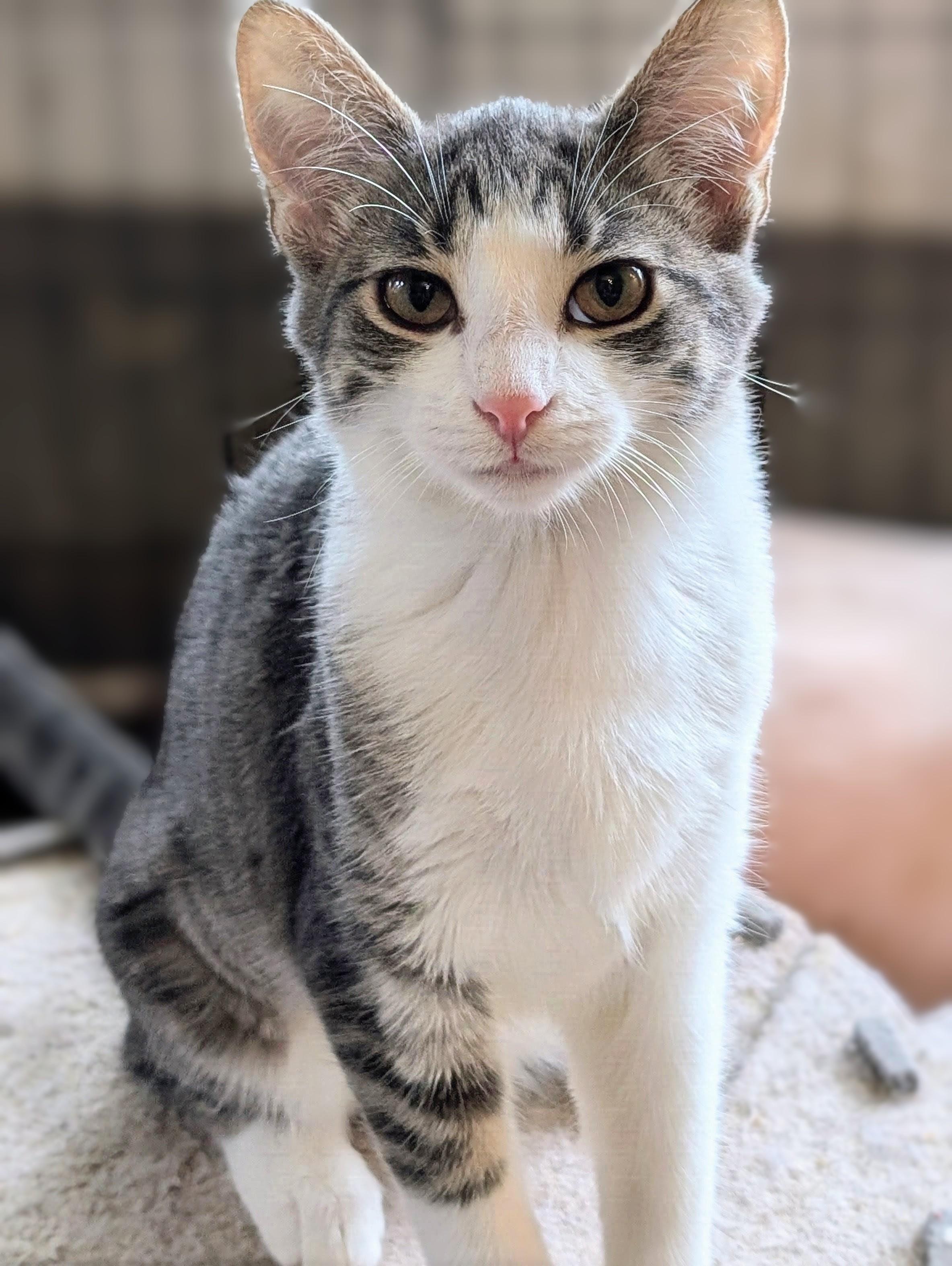 Enlarge Serena, a Adoptable Domestic Short Hair in Johnsburg, IL image 3/5
