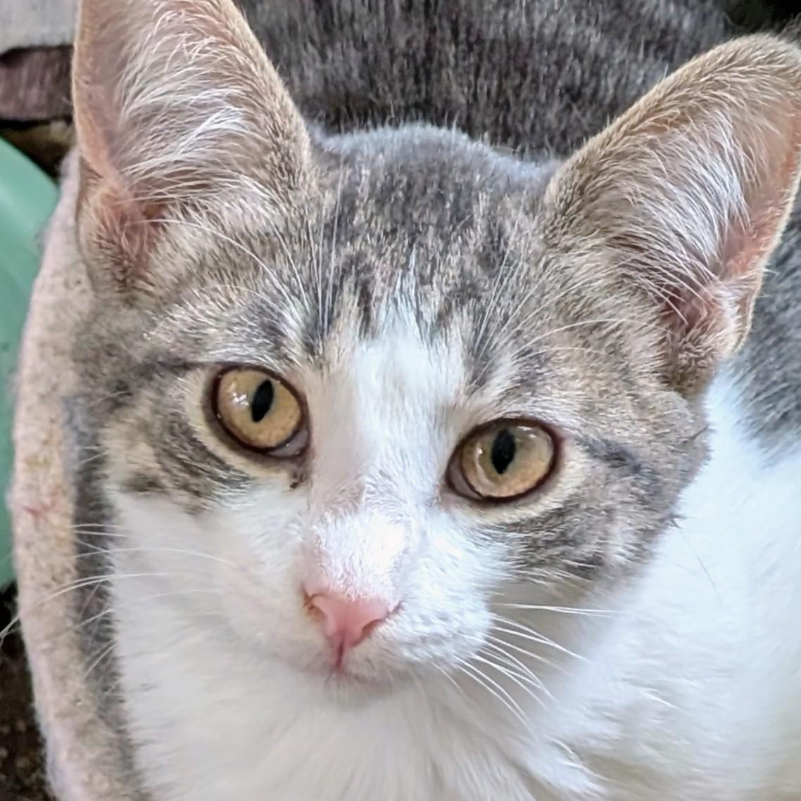 Enlarge Serena, a Adoptable Domestic Short Hair in Johnsburg, IL image 5/5