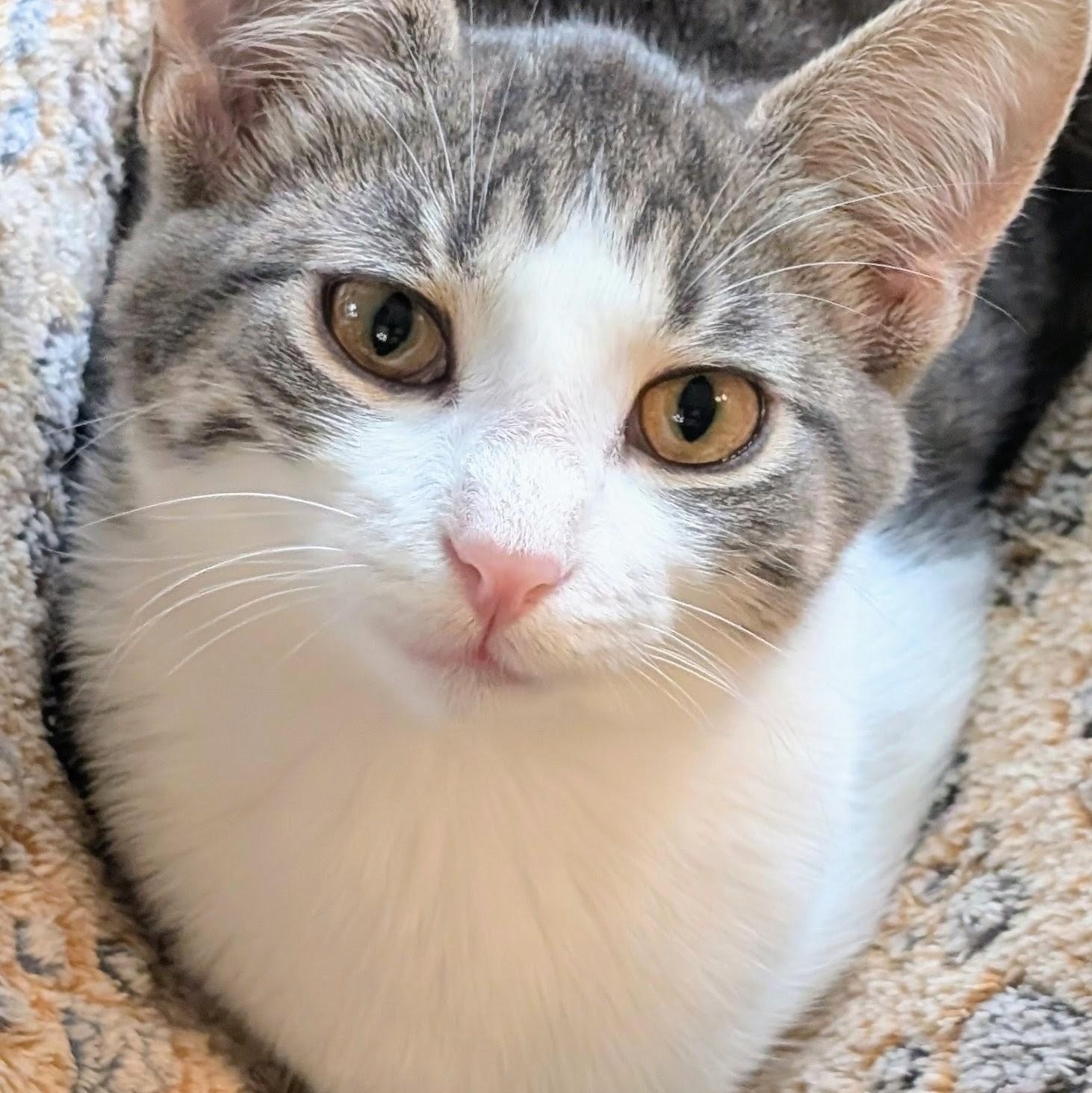 Serena, Adoptable, Kitten Female Domestic Short Hair.