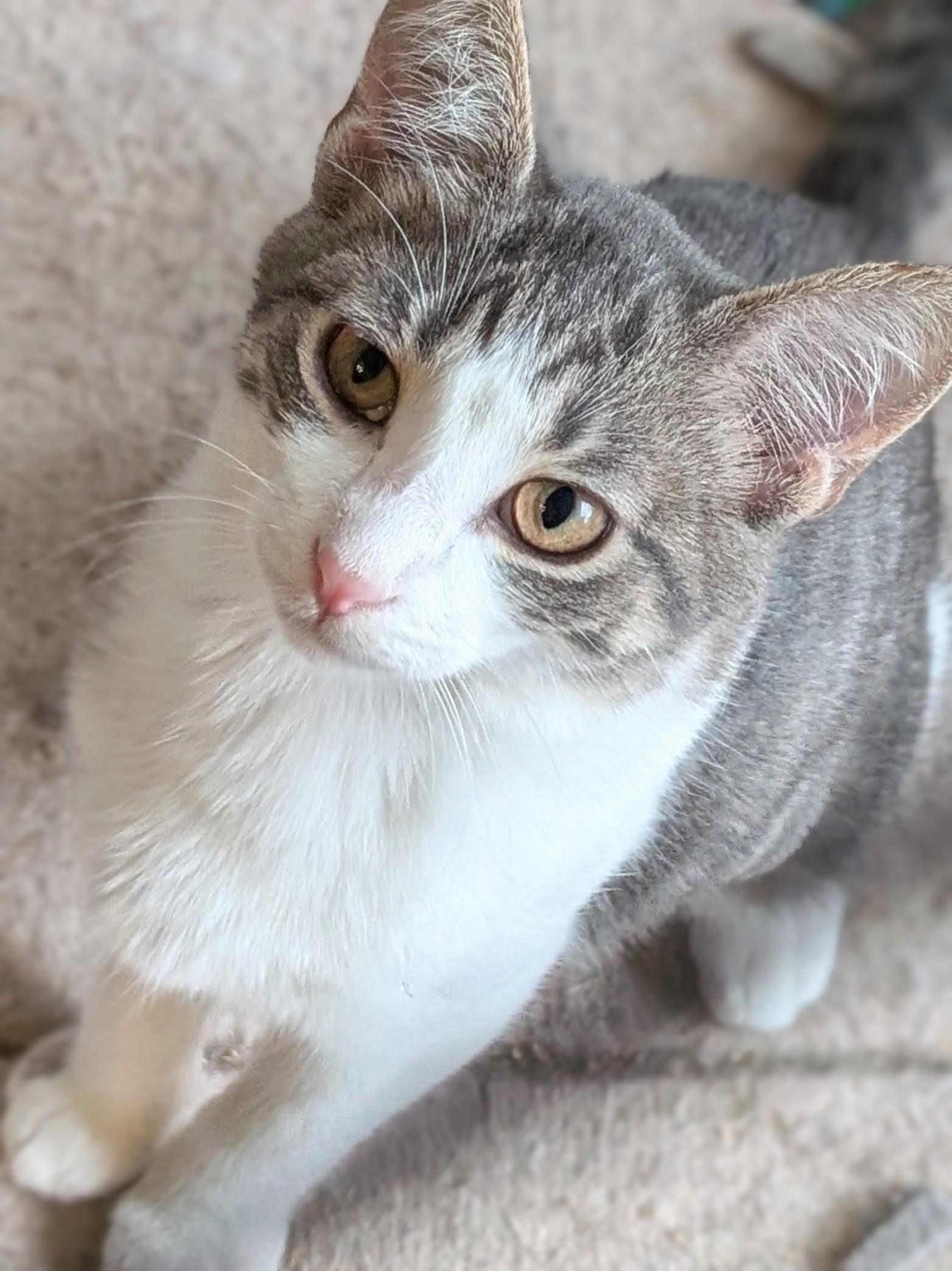 Enlarge Serena, a Adoptable Domestic Short Hair in Johnsburg, IL image 2/5