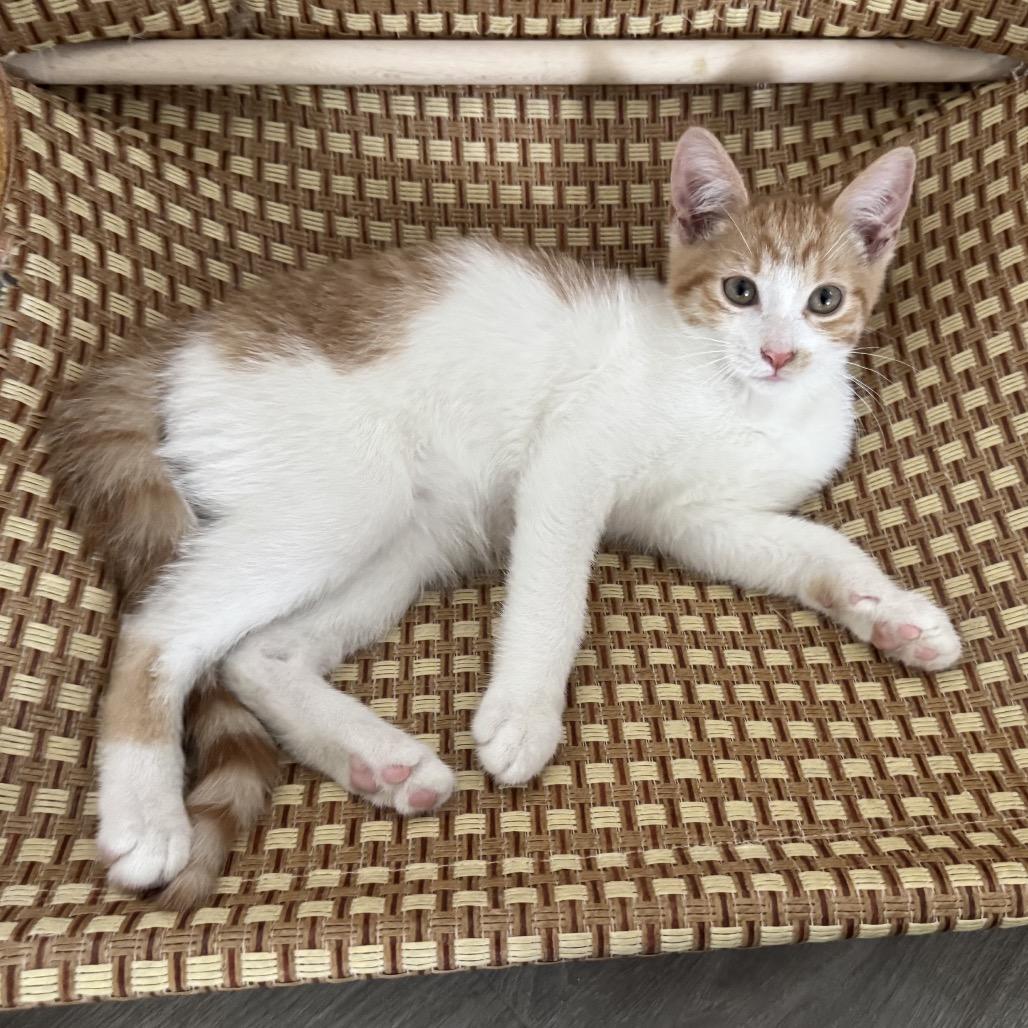 Mario, Adoptable, Young Male Domestic Short Hair.