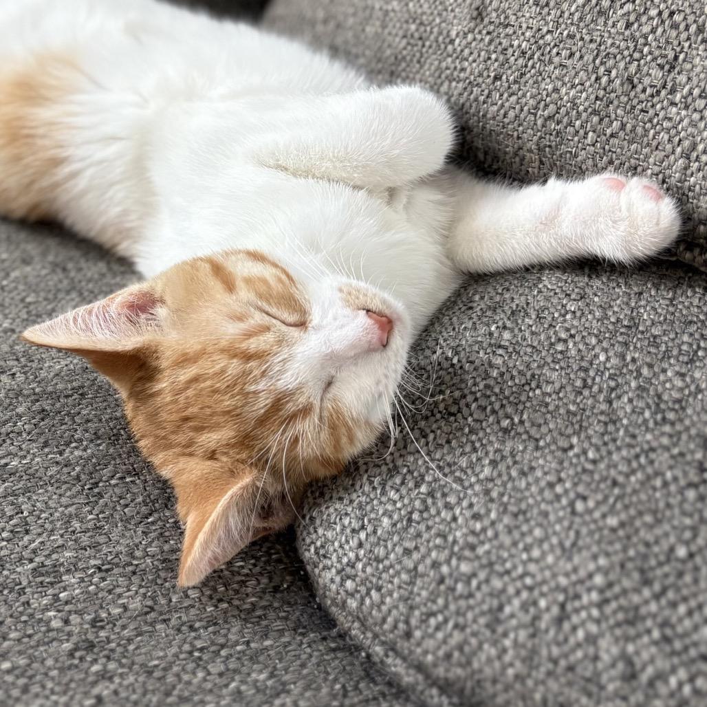 Enlarge Mario, a Adoptable Domestic Short Hair in Goshen, IN image 2/2