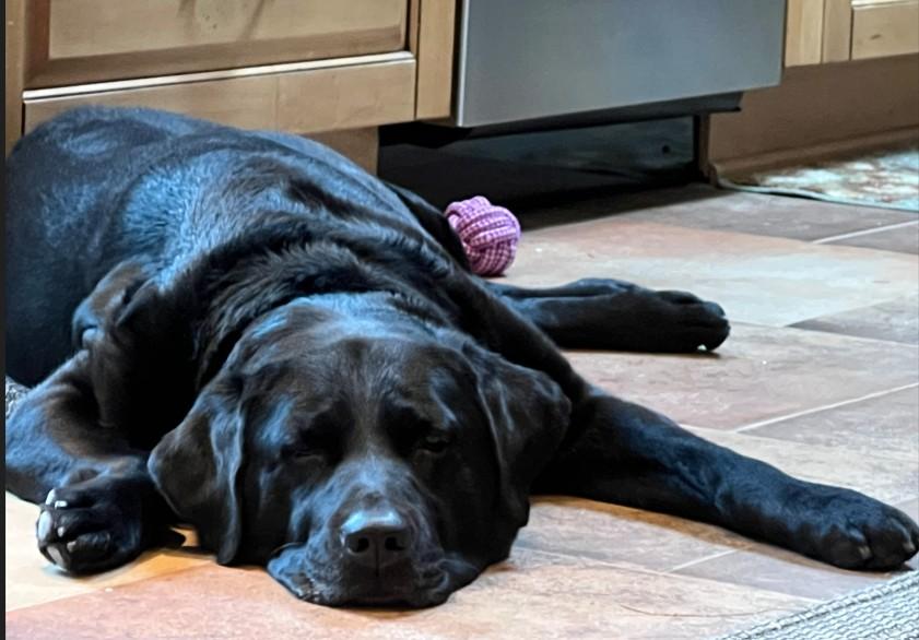 Enlarge Nahum, a ADOPTABLE Black Labrador Retriever in Indianapolis, IN image 2/5