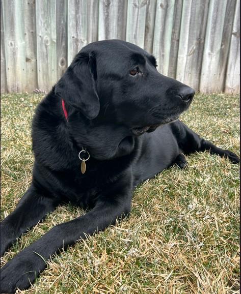 Enlarge Nahum, a ADOPTABLE Black Labrador Retriever in Indianapolis, IN image 5/5