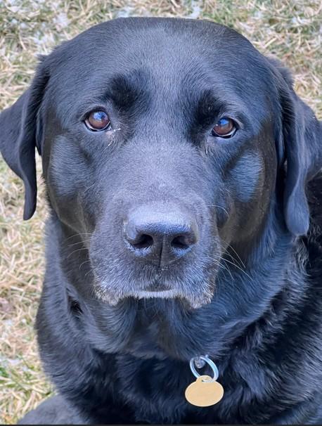 Nahum, ADOPTABLE, Adult Male Black Labrador Retriever.
