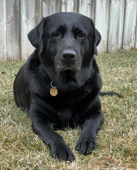 Enlarge Nahum, a ADOPTABLE Black Labrador Retriever in Indianapolis, IN image 3/5