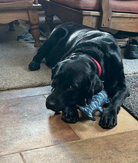 Enlarge Nahum, a ADOPTABLE Black Labrador Retriever in Indianapolis, IN image 4/5