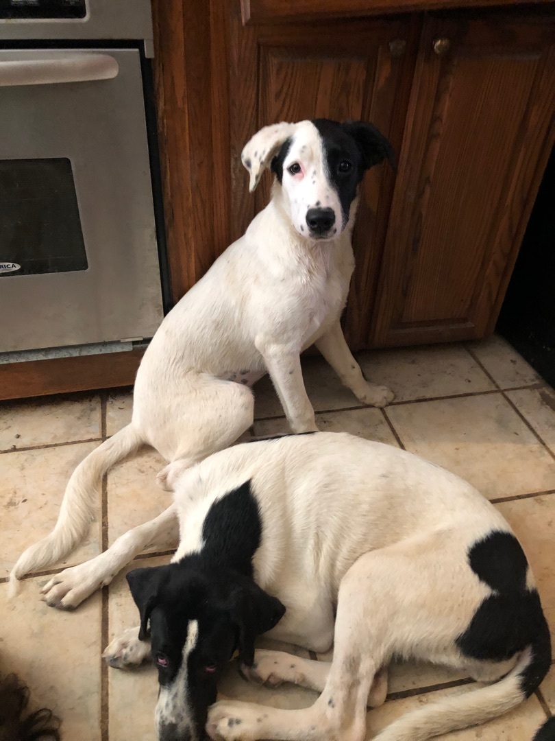 Annie, Adoptable, Puppy Female Border Collie & Beagle.