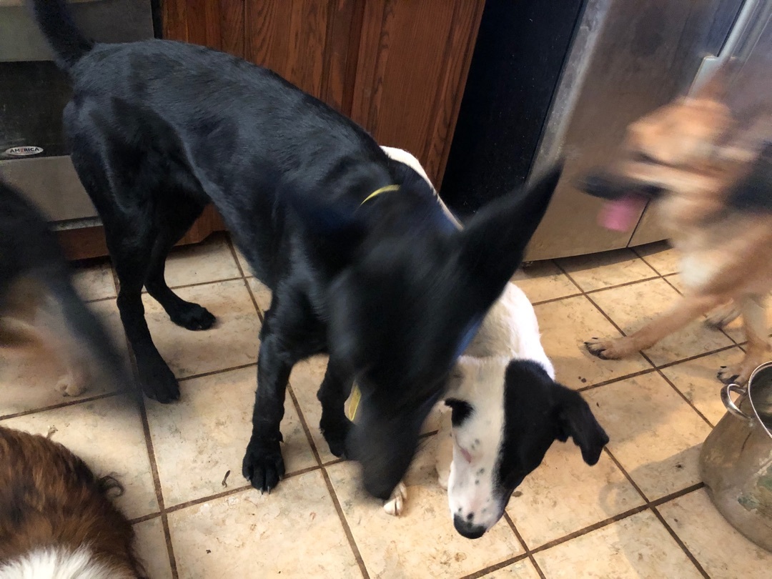 Enlarge Annie, a Adoptable mixed breed in Haslet, TX image 2/6