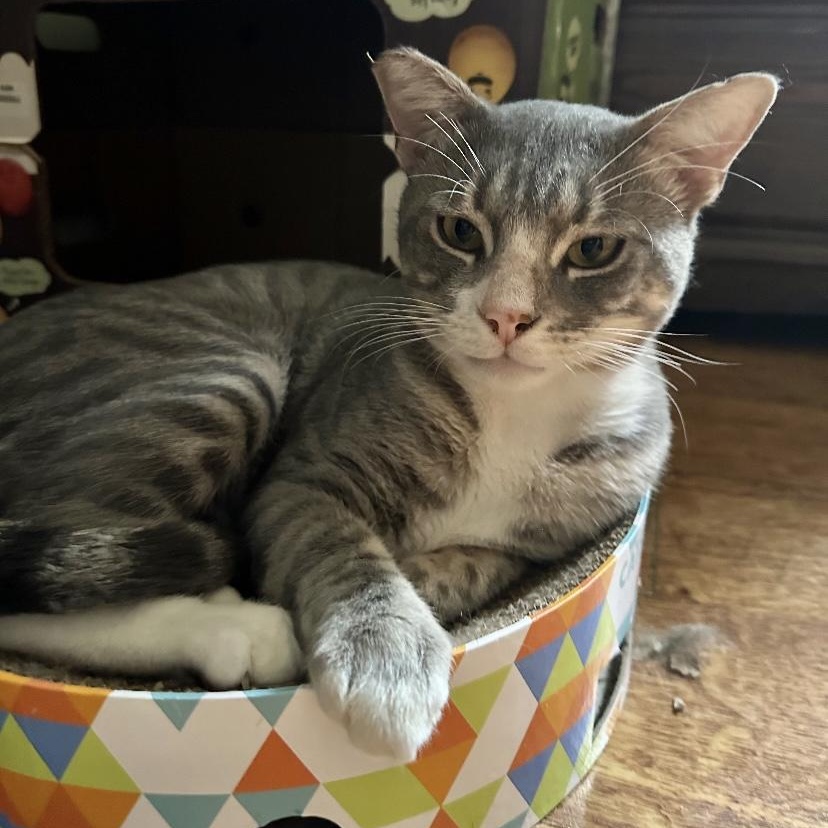 Gatsby, a Adoptable Domestic Short Hair in Los Angeles, CA image 1/5