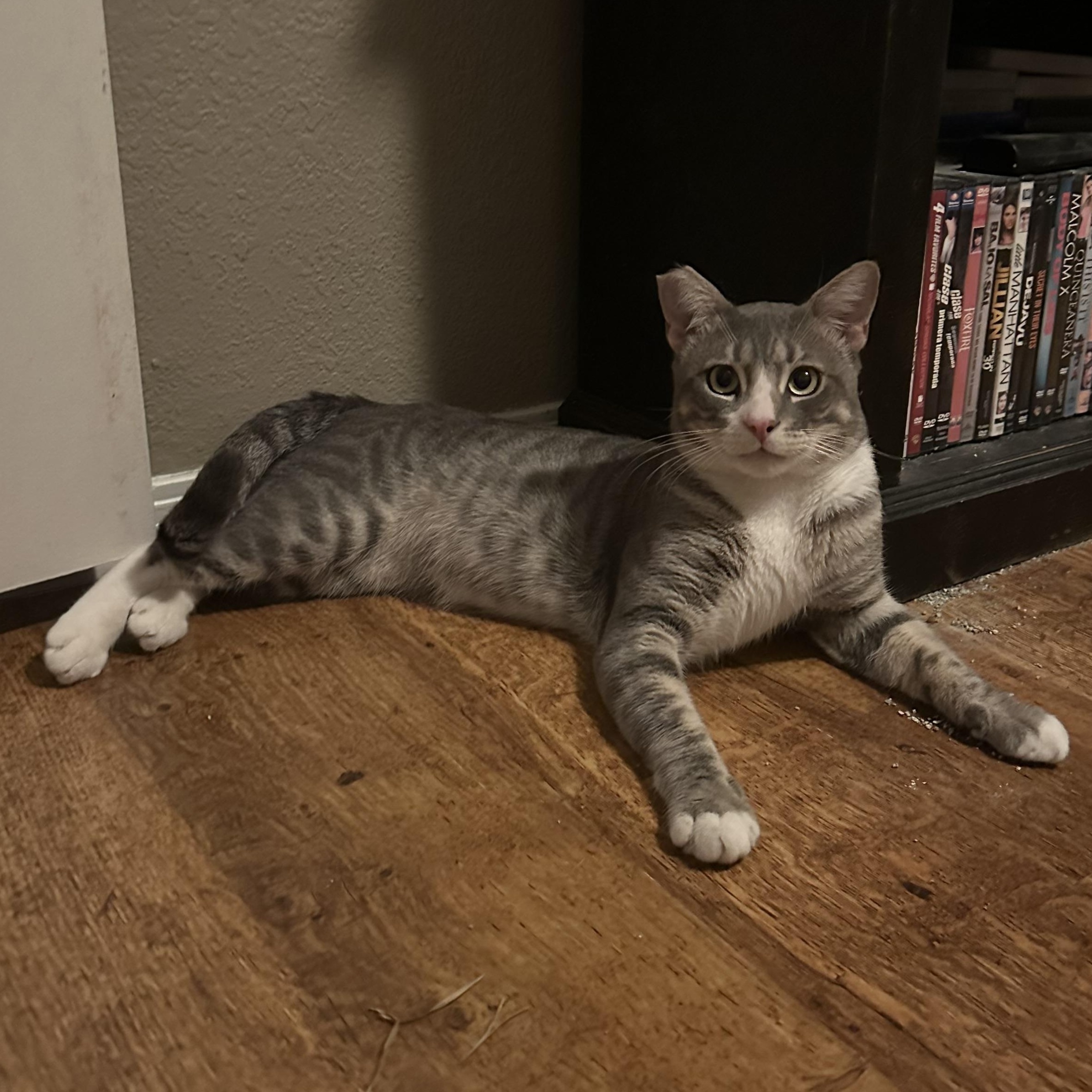 Gatsby, a Adoptable Domestic Short Hair in Los Angeles, CA image 2/5