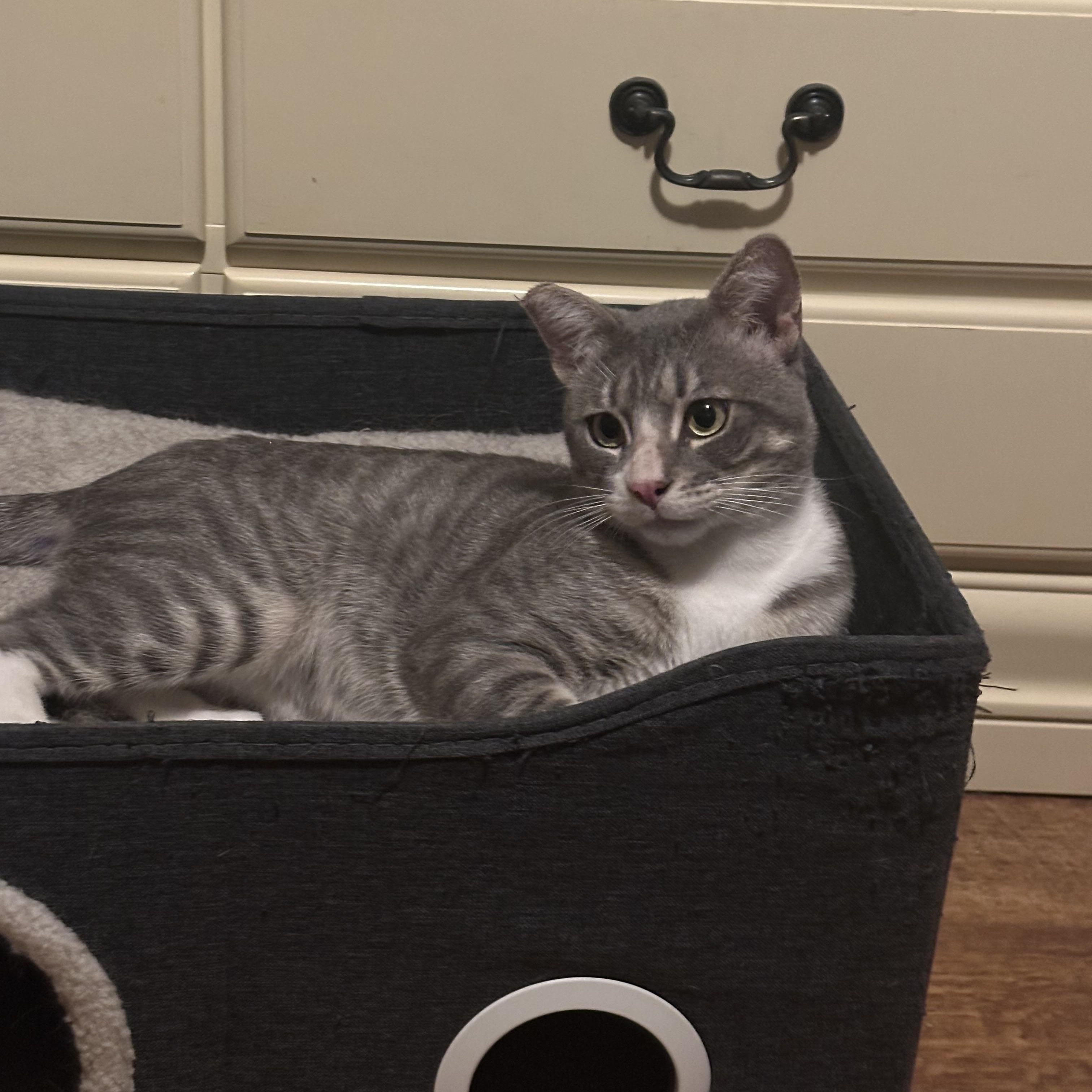 Gatsby, a Adoptable Domestic Short Hair in Los Angeles, CA image 3/5