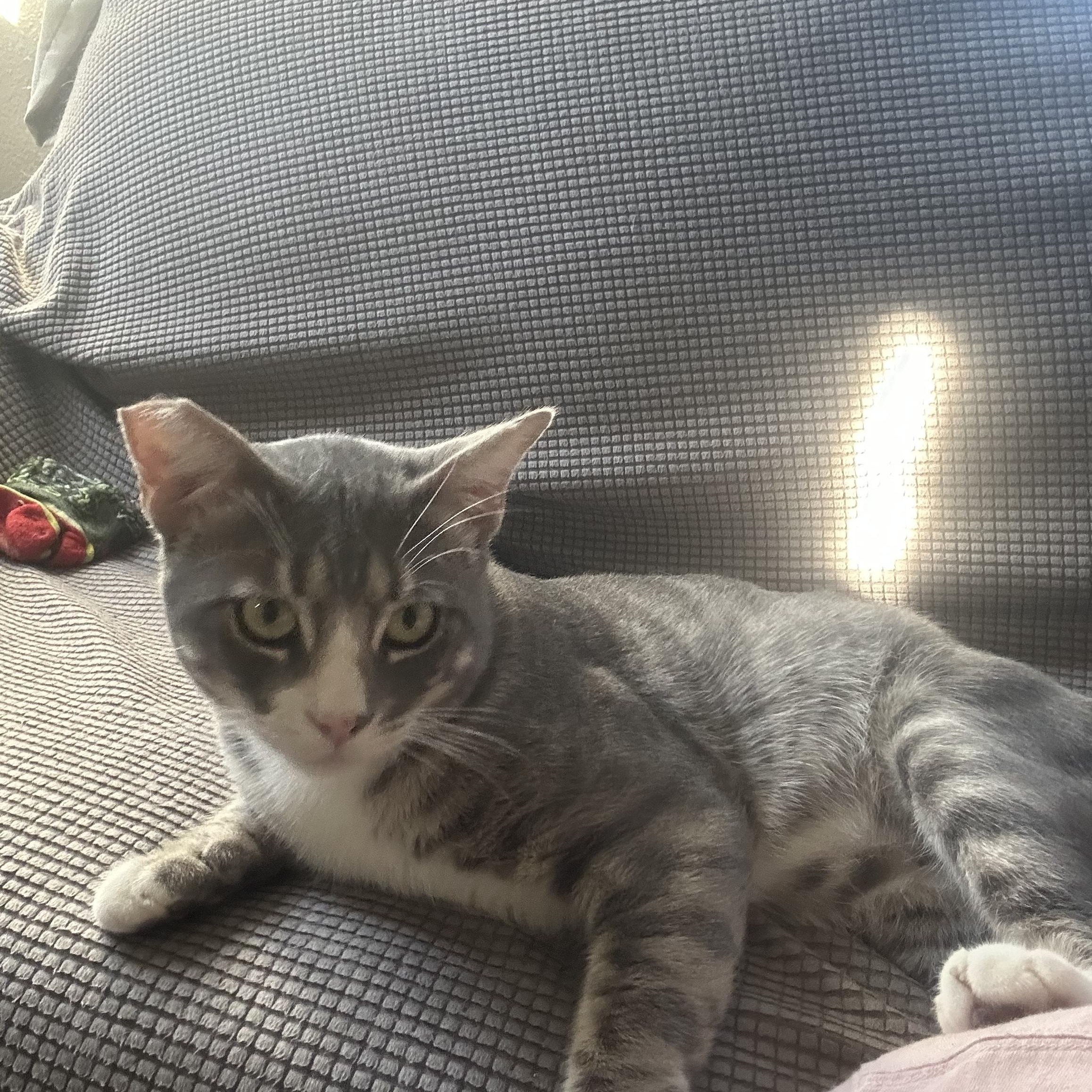 Gatsby, a Adoptable Domestic Short Hair in Los Angeles, CA image 4/5