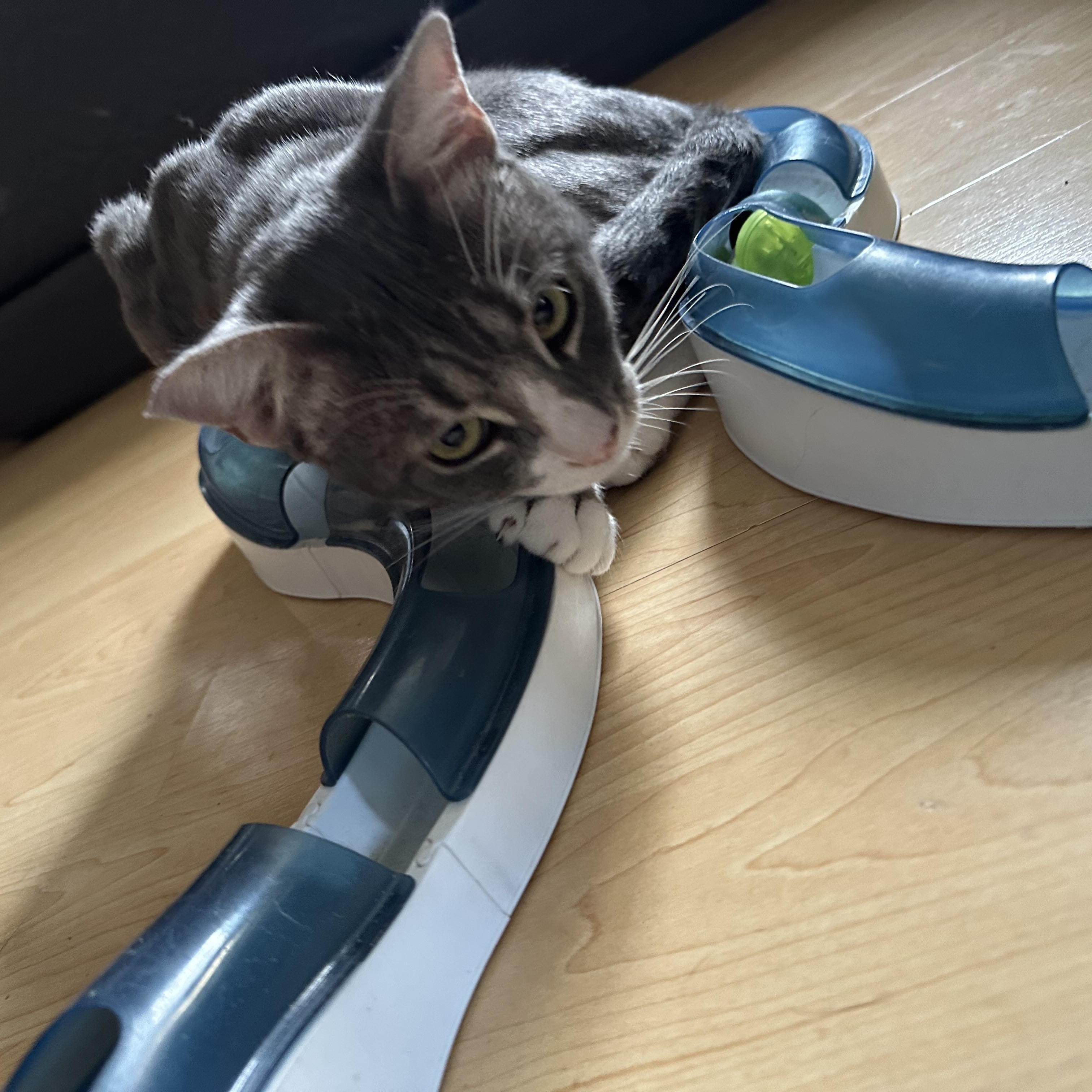 Gatsby, a Adoptable Domestic Short Hair in Los Angeles, CA image 5/5