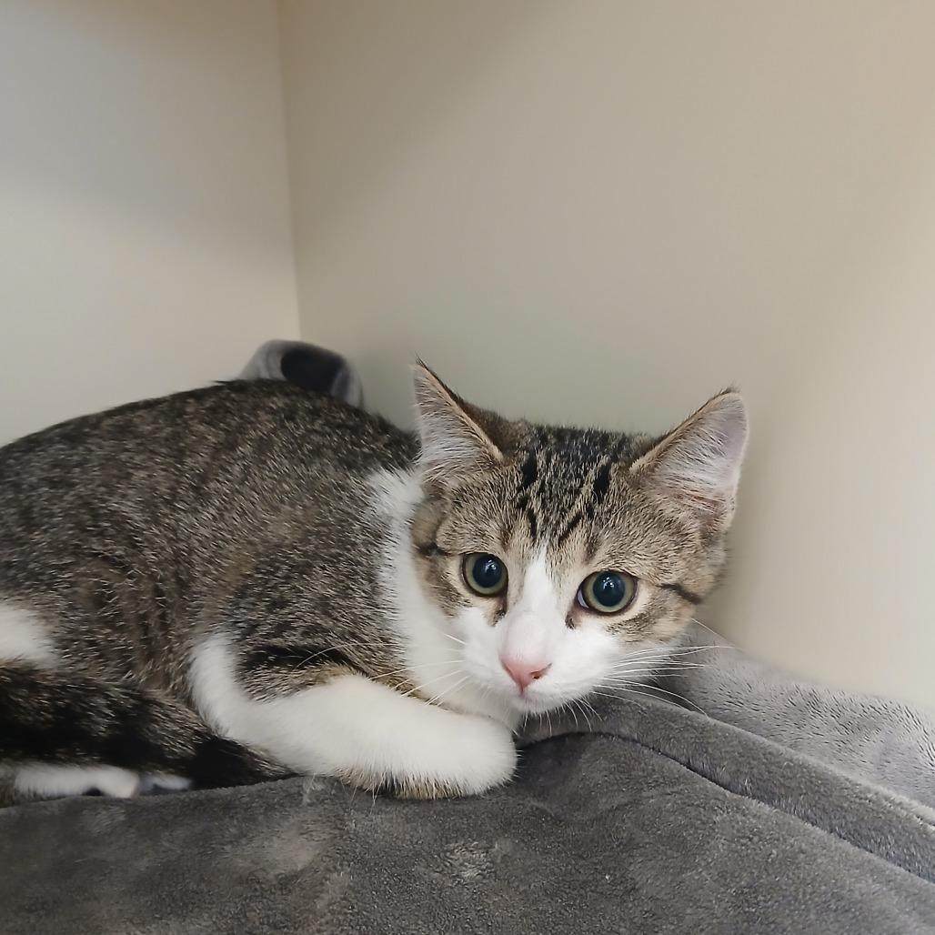 Twiggy, Adoptable, Kitten Female Domestic Short Hair.