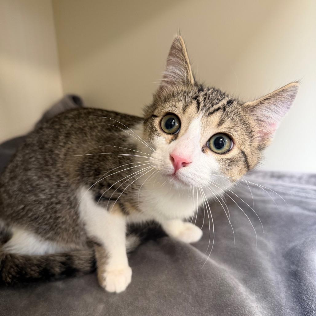 Twiggy, a Adoptable Domestic Short Hair in Cody, WY image 2/2