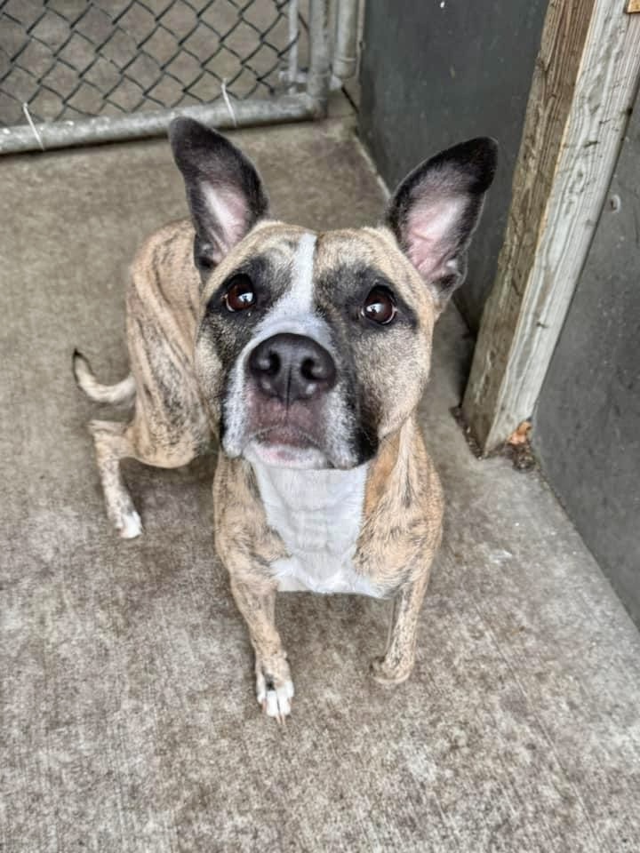 Desiree, Adult Female Pit Bull Terrier