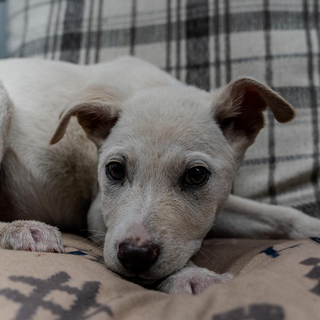 Enlarge Miso, a Adoptable mixed breed in Pawling, NY image 1/4