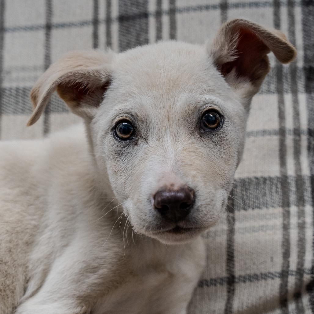 Enlarge Miso, a Adoptable mixed breed in Pawling, NY image 2/4