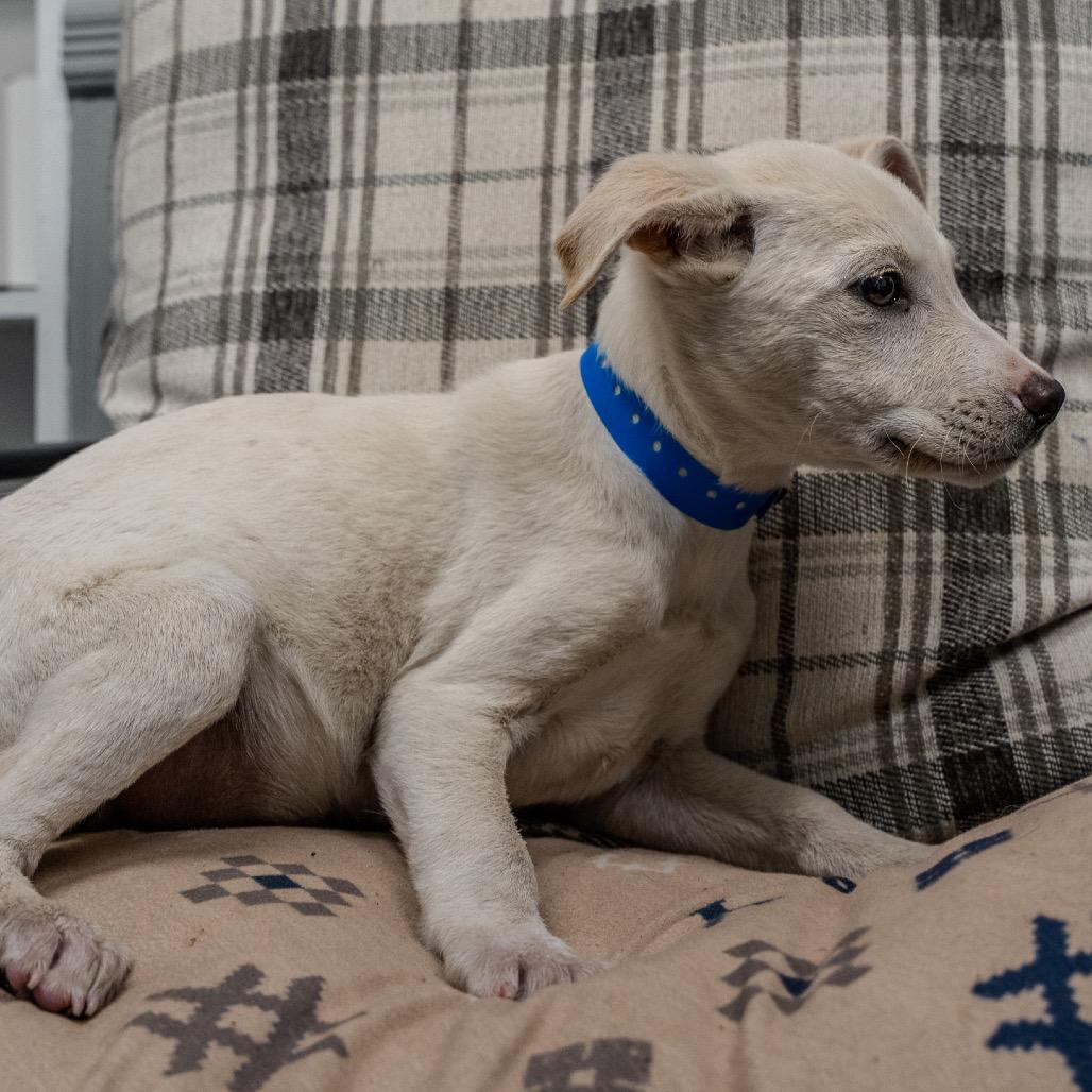 Enlarge Miso, a Adoptable mixed breed in Pawling, NY image 3/4