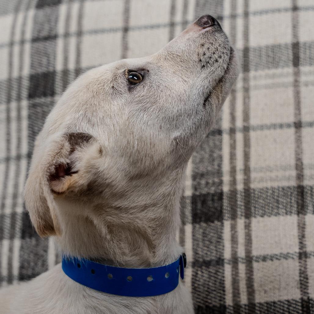 Enlarge Miso, a Adoptable mixed breed in Pawling, NY image 4/4