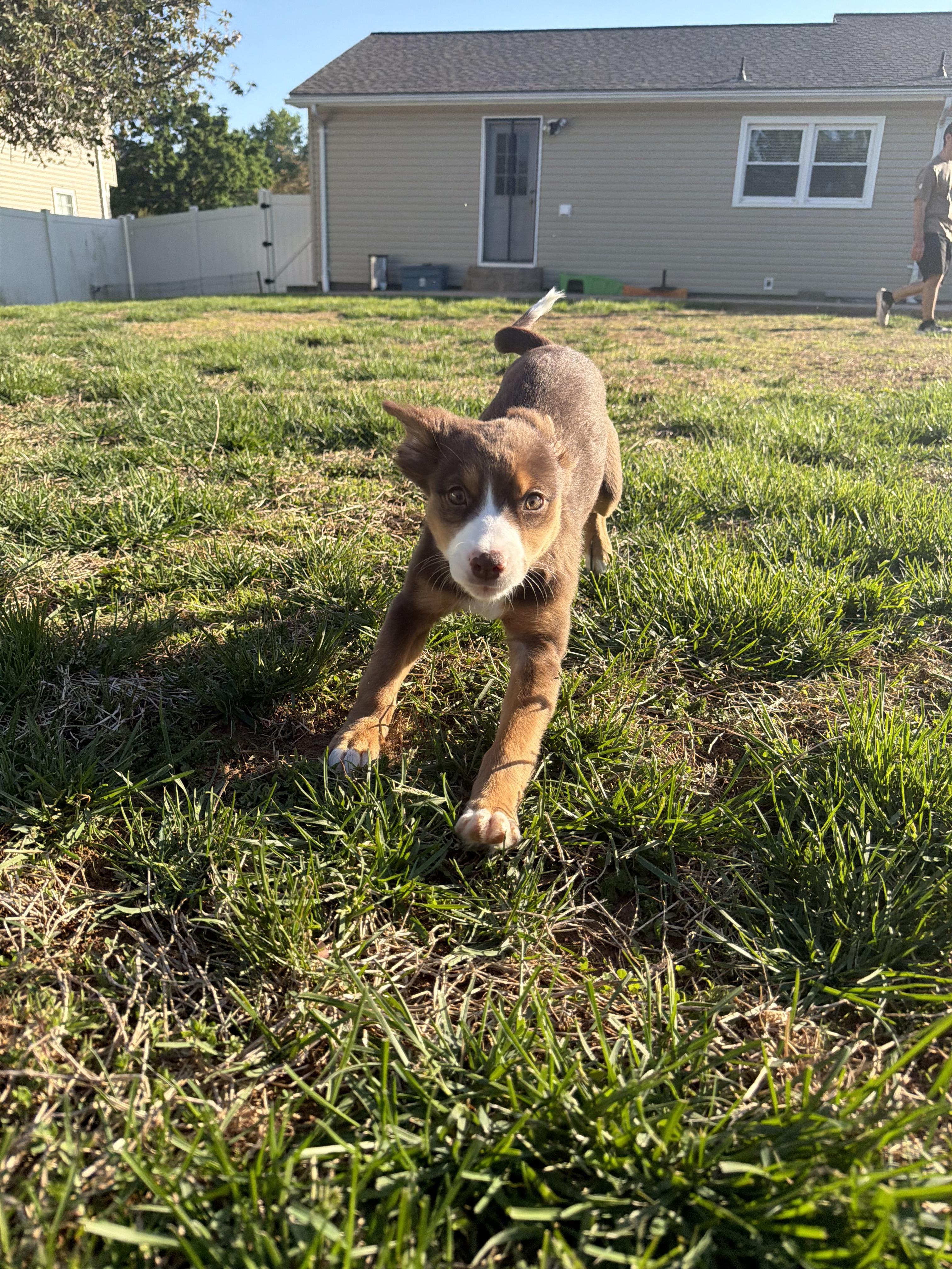 Enlarge Charlotte, a ADOPTABLE mixed breed in Oceanport, NJ image 2/3