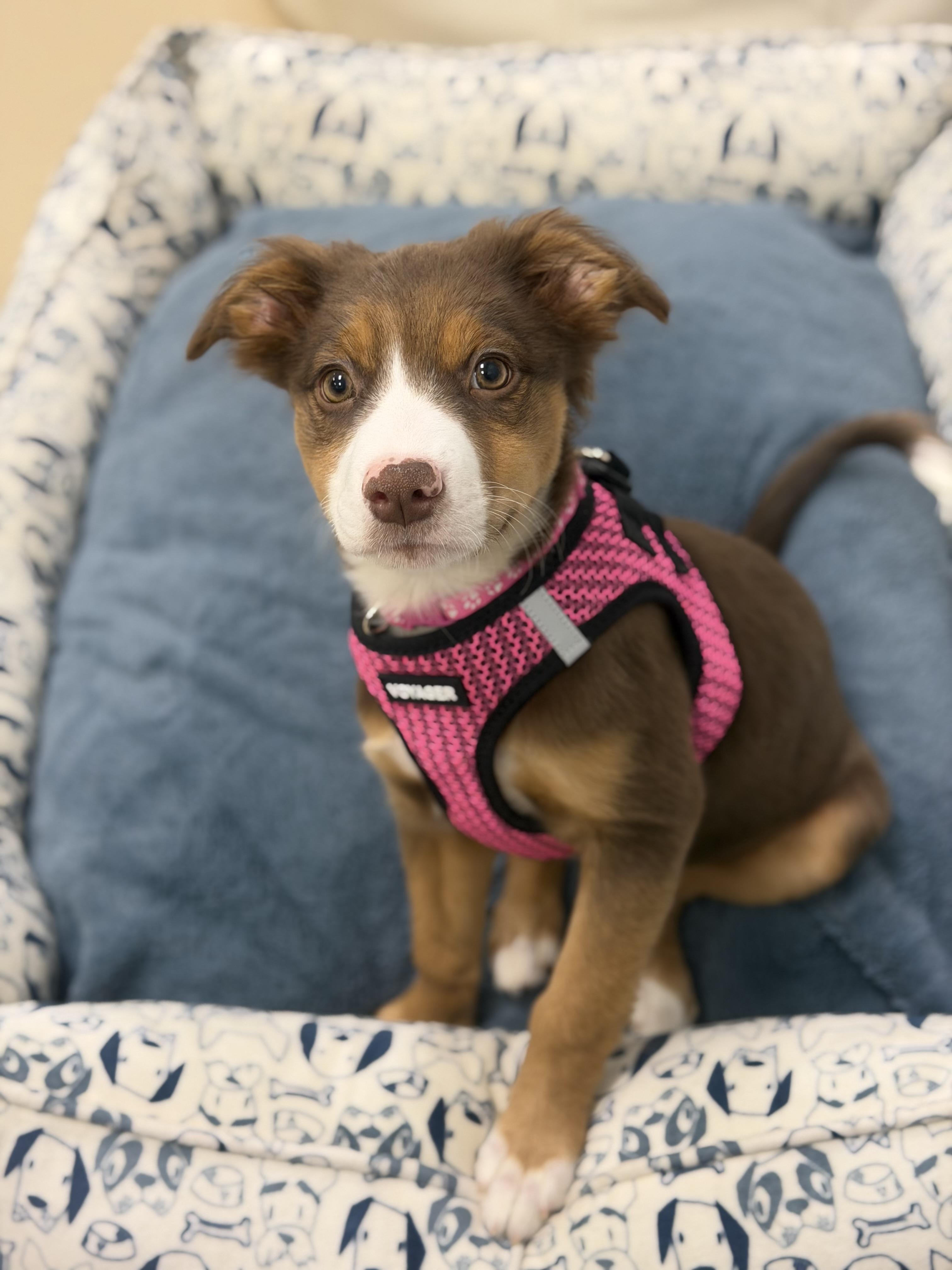Charlotte, ADOPTABLE, Puppy Female Australian Shepherd & Mixed Breed.