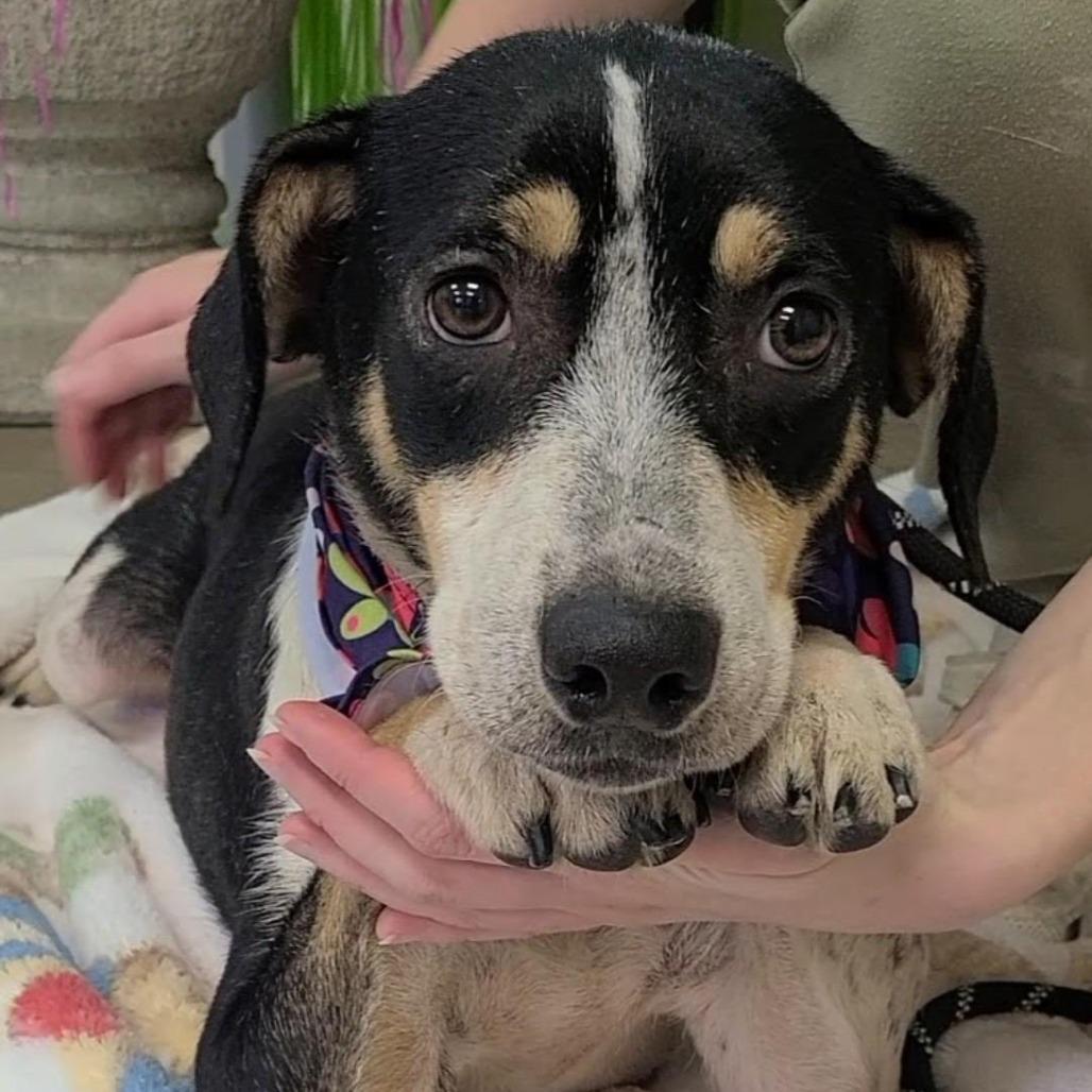 260318K101 - Lori, Adoptable, Adult Female Terrier.