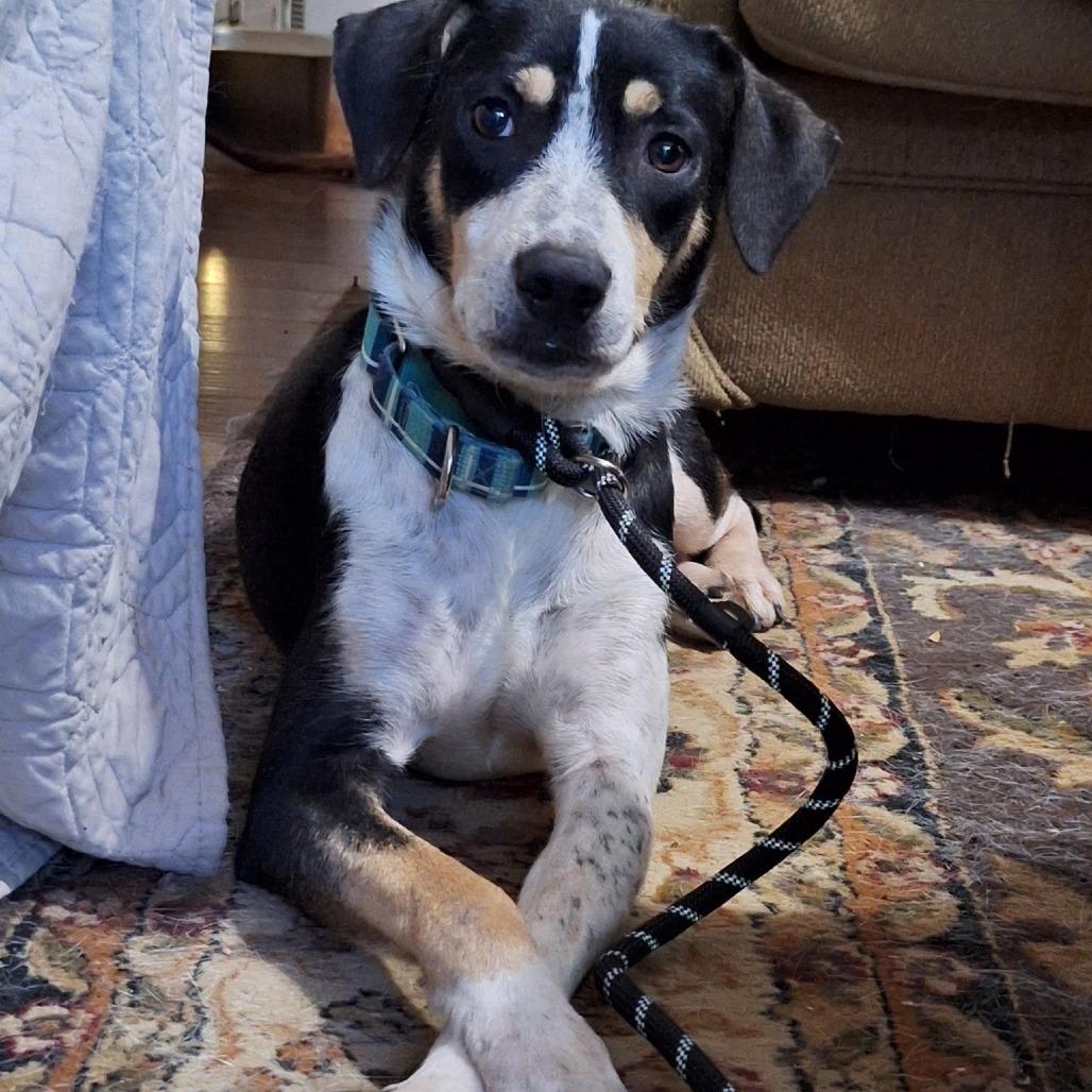 Enlarge 260318K101 - Lori, a Adoptable Terrier in Enterprise, AL image 2/3