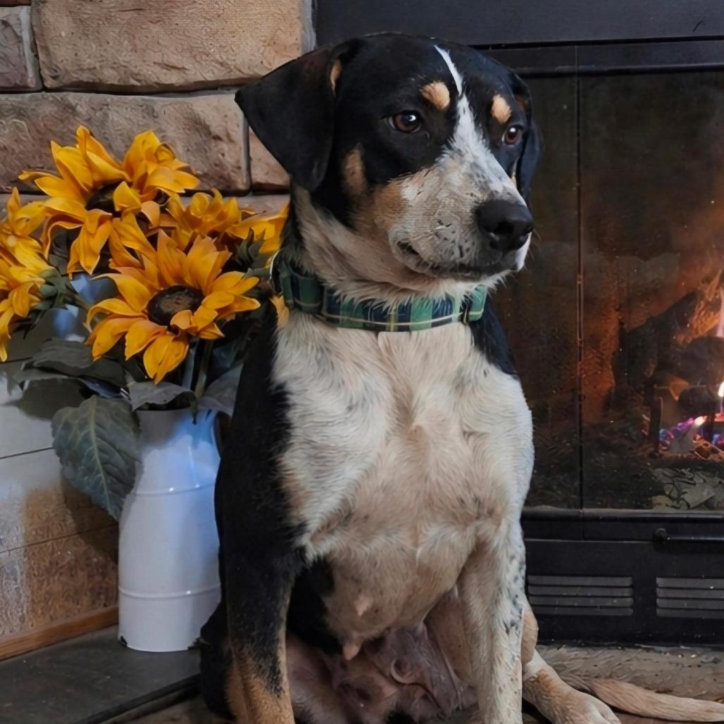 Enlarge Lori, a Adoptable Terrier in Enterprise, AL image 3/6