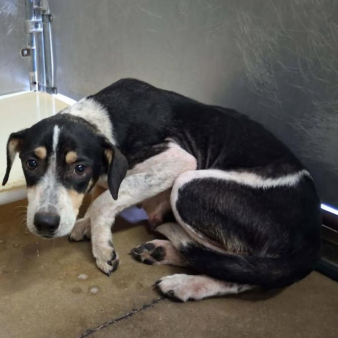 Enlarge 260318K101 - Lori, a Adoptable Terrier in Enterprise, AL image 3/3
