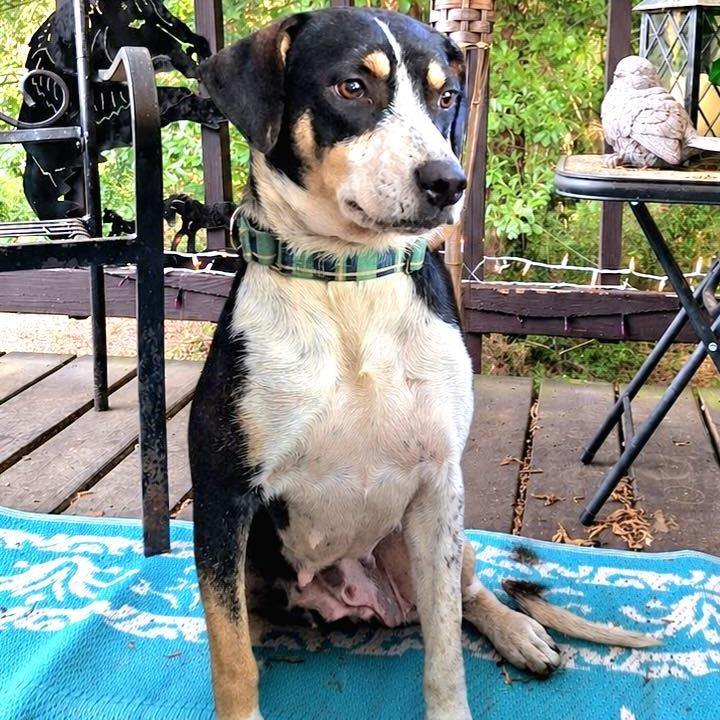 Enlarge Lori, a Adoptable Terrier in Enterprise, AL image 6/6