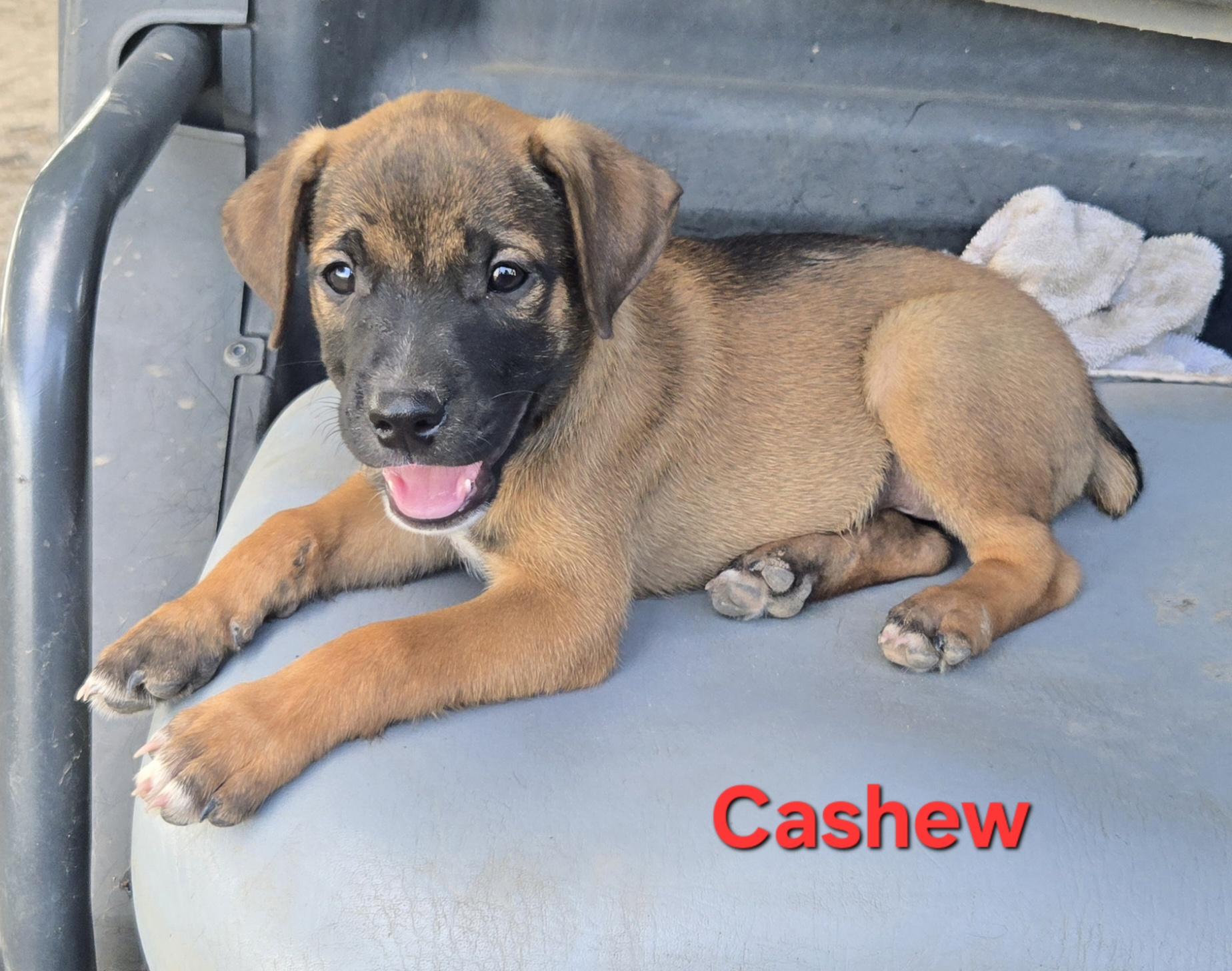 Enlarge Cashew, an adopted mixed breed in Okemah, OK image 2/3