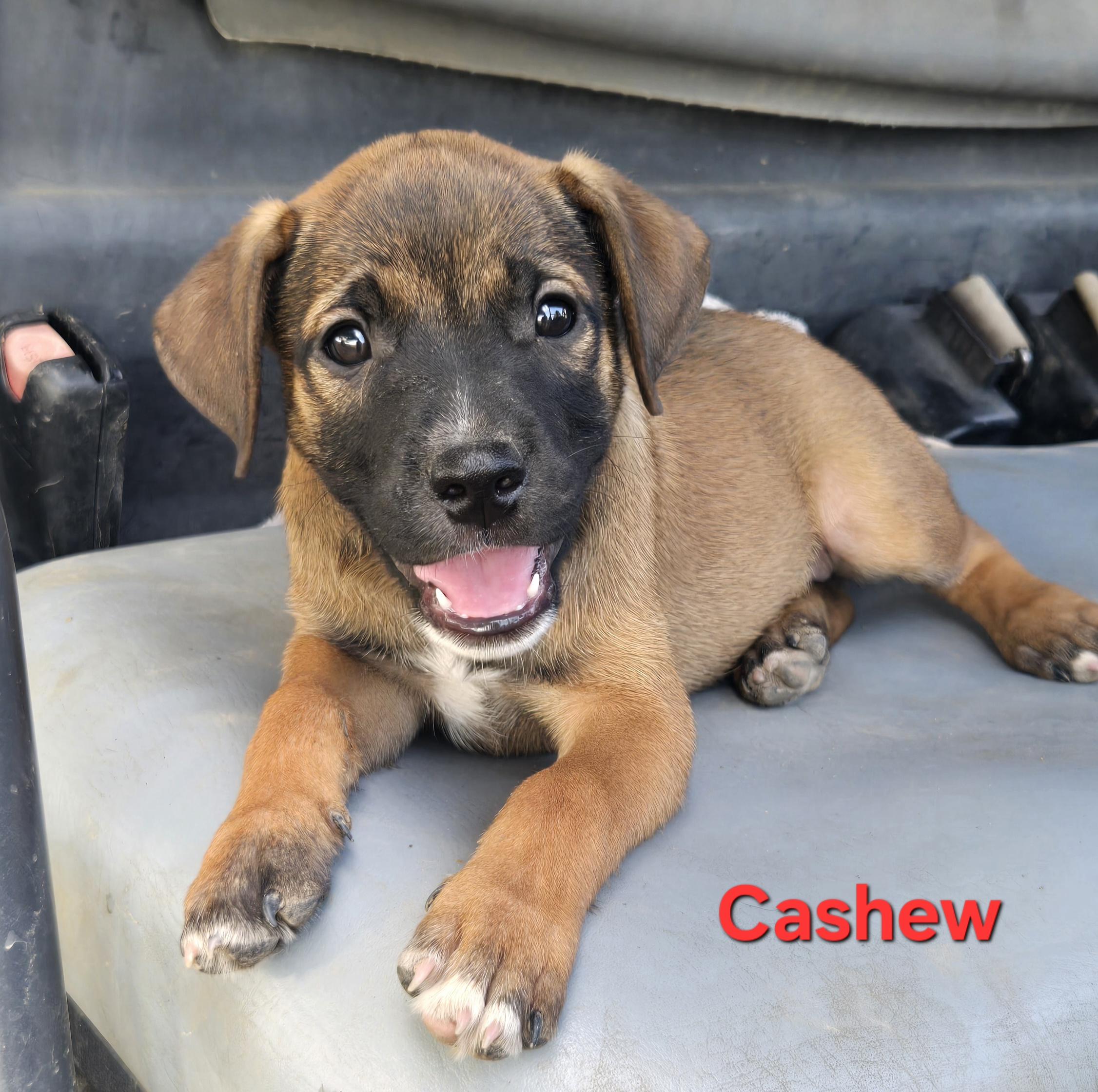 Enlarge Cashew, an adopted mixed breed in Okemah, OK image 3/3