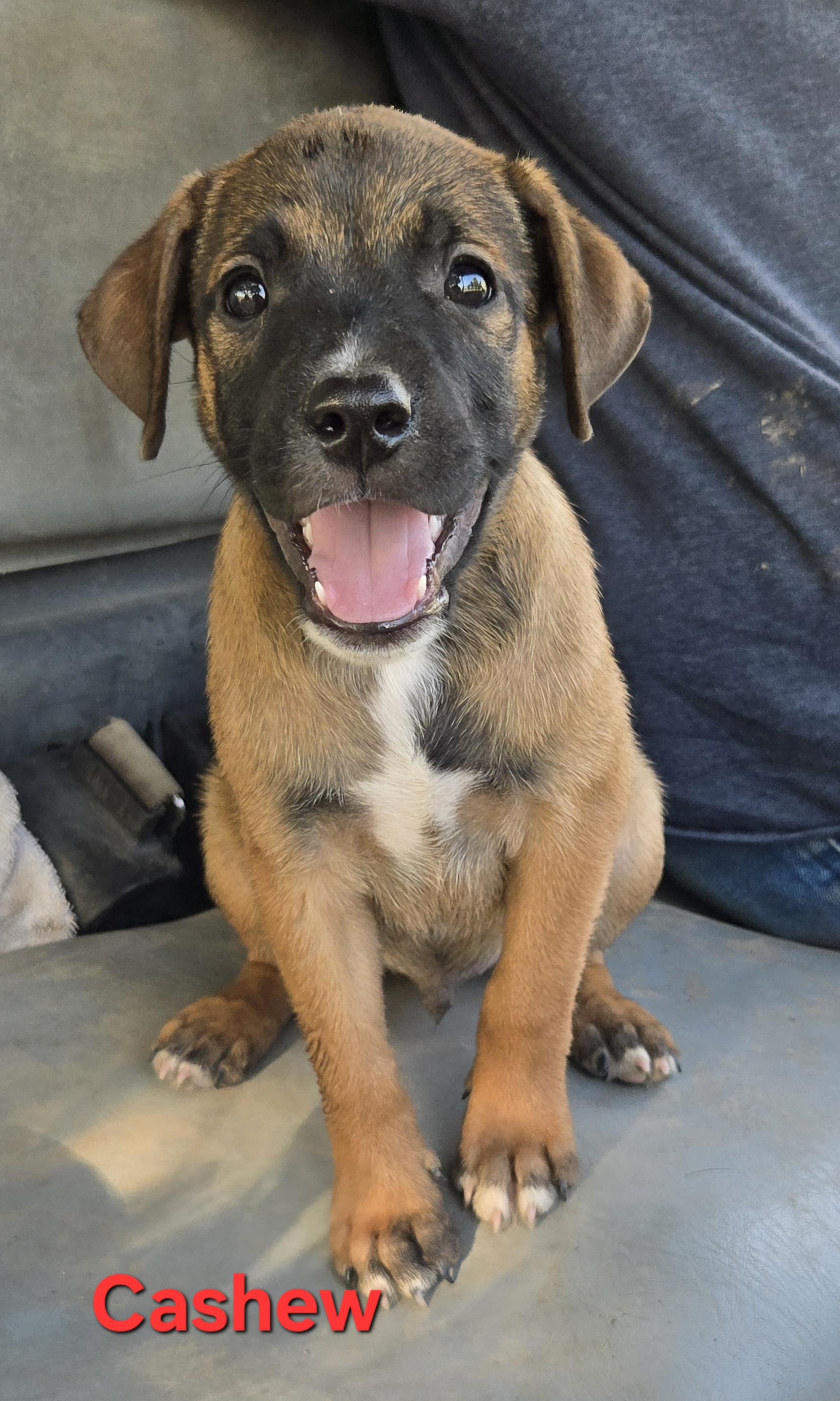 Enlarge Cashew, an adopted mixed breed in Okemah, OK image 1/3