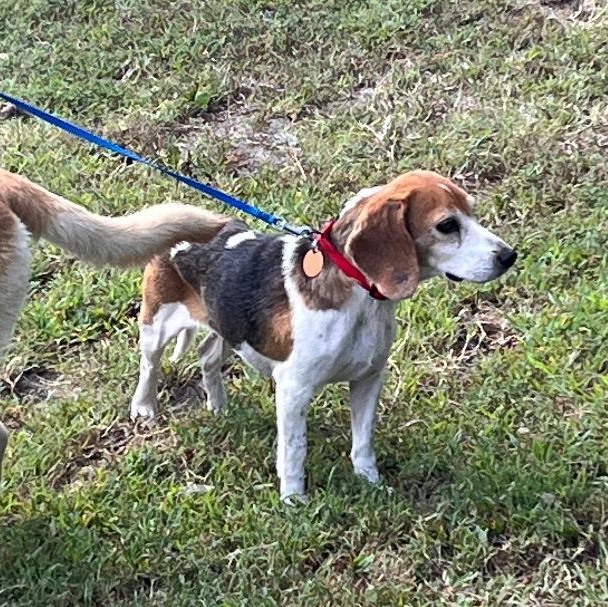 Enlarge Snoopy, a Adopted Beagle in Saluda, VA image 3/4