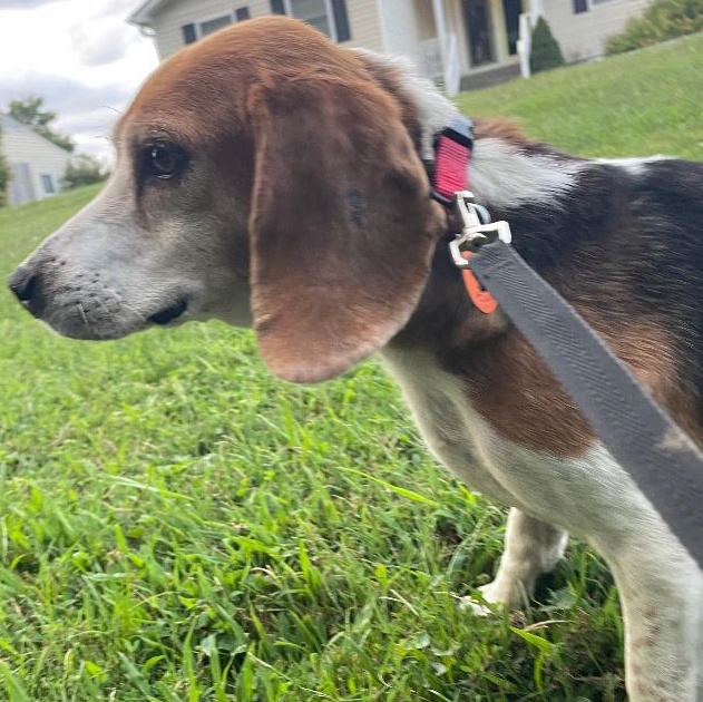 Enlarge Snoopy, a Adopted Beagle in Saluda, VA image 4/4