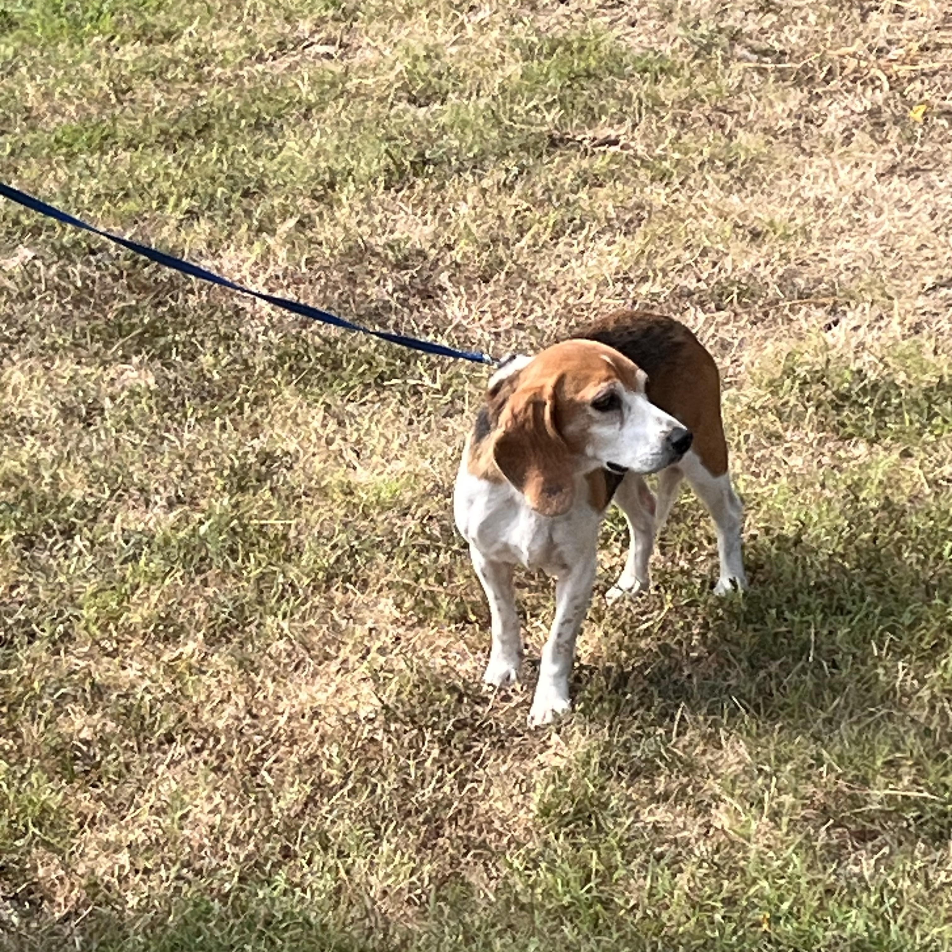 Enlarge Snoopy, a Adopted Beagle in Saluda, VA image 2/4