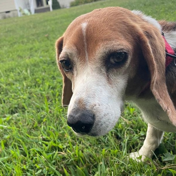 Snoopy, Adopted, Adult Female Beagle.