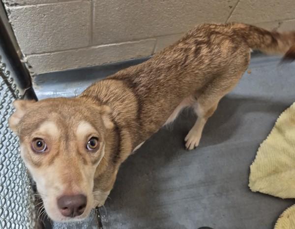 Enlarge 25-12-3677 Candace, a Adoptable mixed breed in Dallas, GA image 1/1