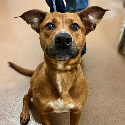Enlarge Rain, a Adoptable Shepherd in Winfield, KS image 1/1